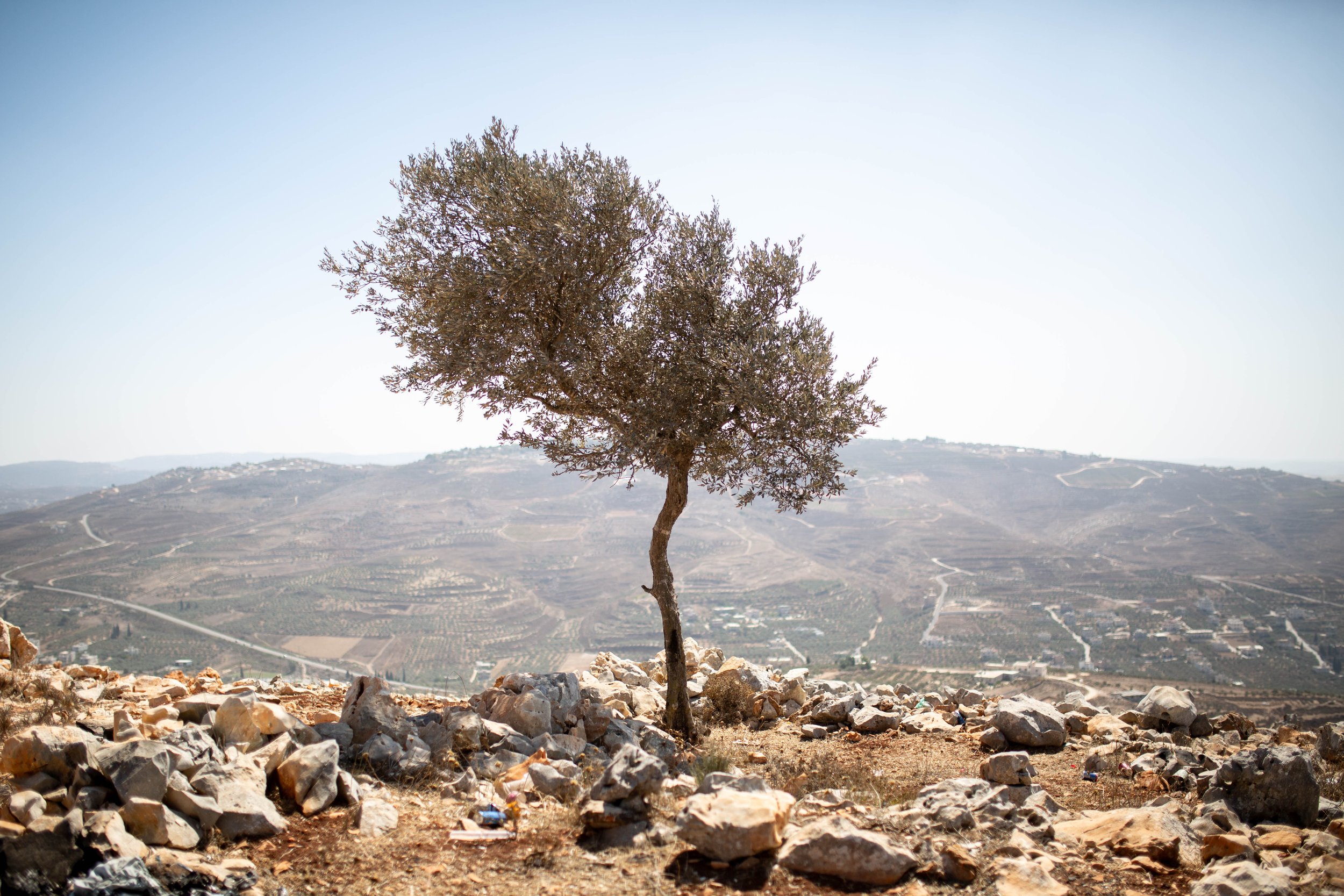 A solitary tree on rocky terrain with a mountain landscape in the background under a clear sky.
