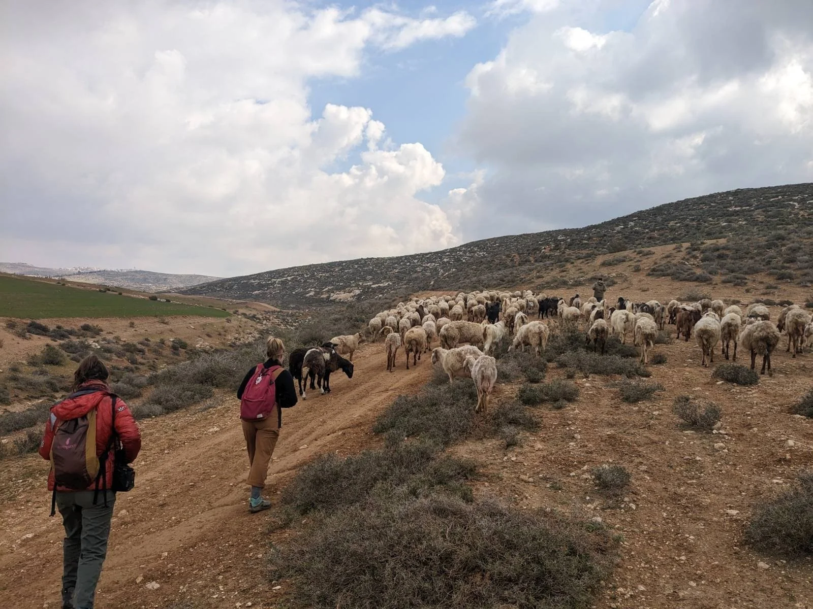 Shepherding in Widade - 12.jpg