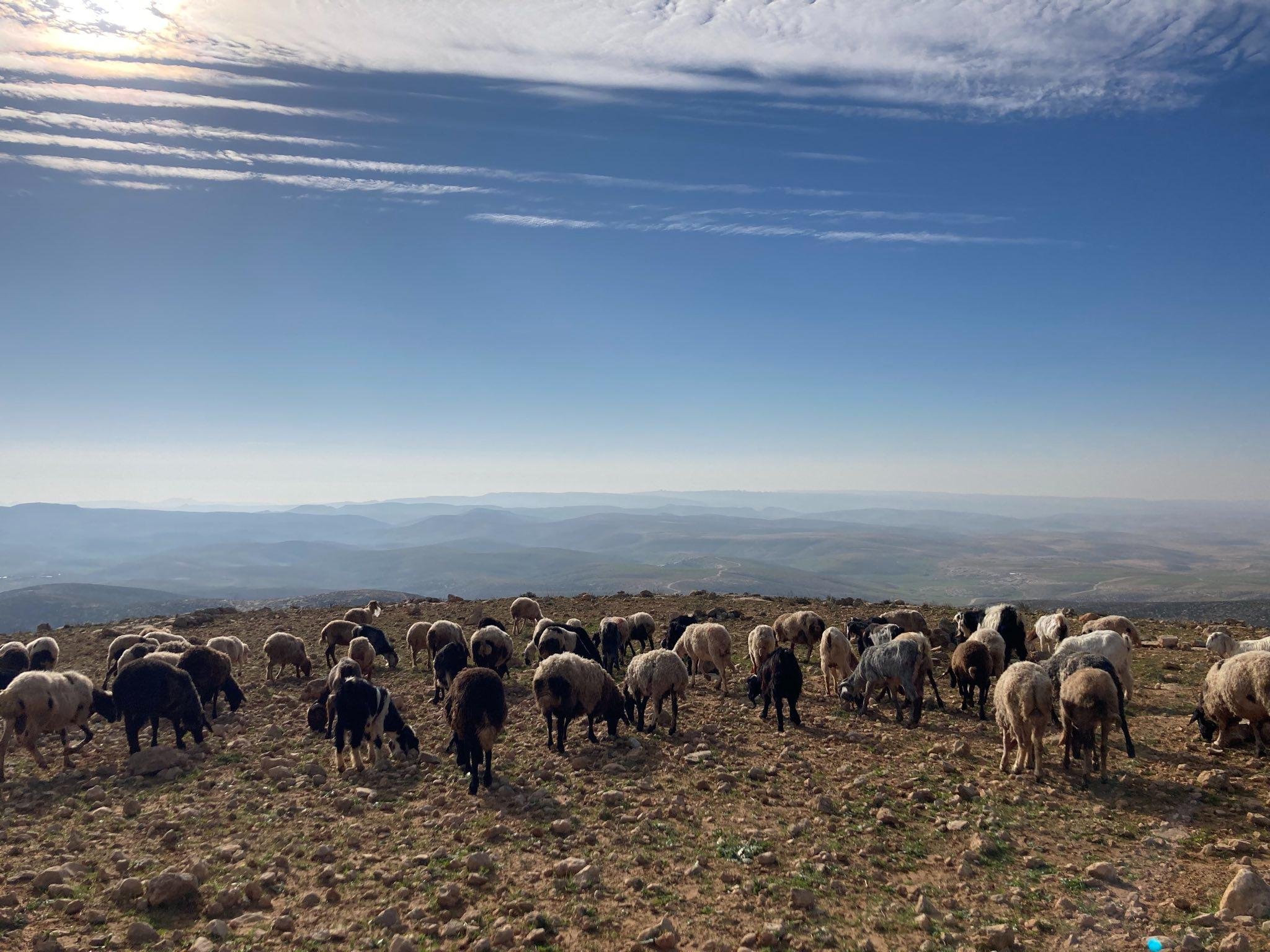 grazing 2.jpeg