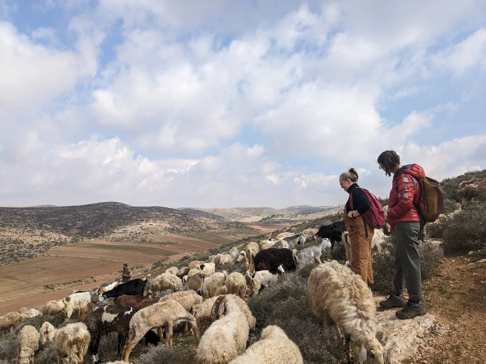 Shepherding in Widade - 7.jpg