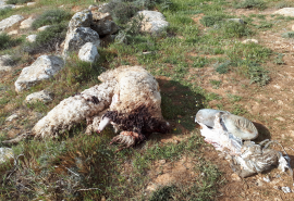 Dead-Sheep-Hineinu.png