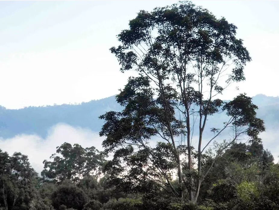 A tall tree with lush green leaves in a forest with distant mountains and fog in the background