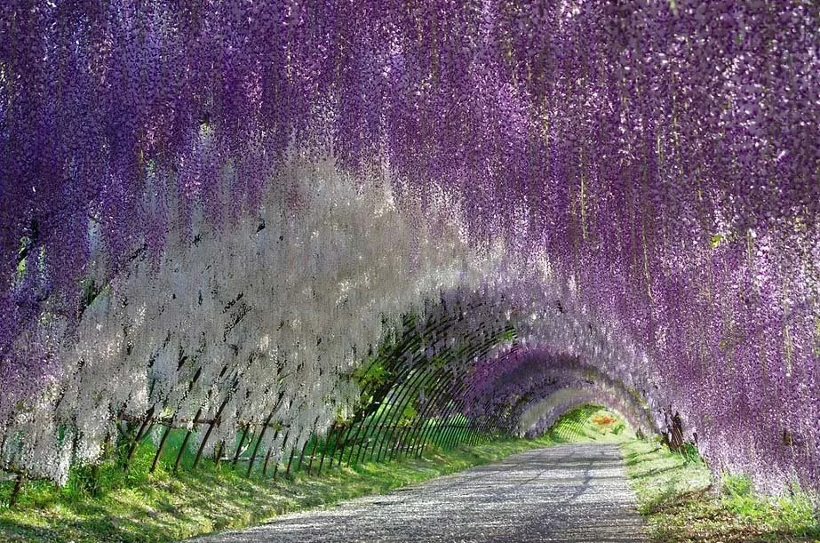 A tunnel of hanging purple wisteria flowers over a road with green grass along the sides.