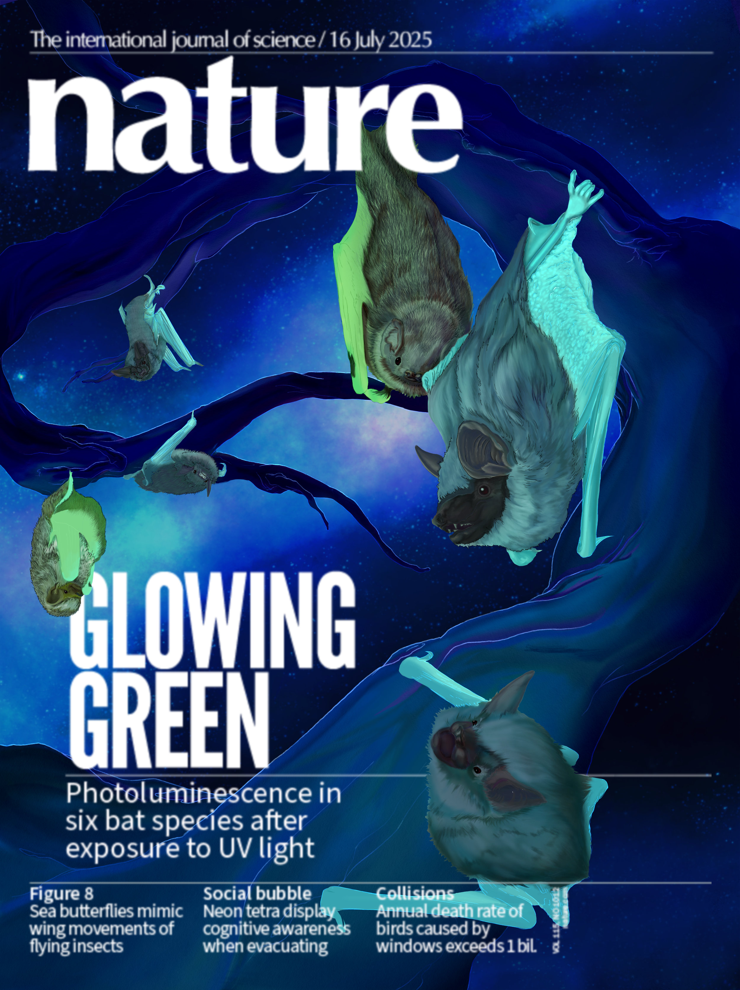 This piece was an editorial mockup for a scientific journal of our choosing, to accompany a published scientific article. The article I chose was a study on the discovered photoluminescence of six species of bats in North America. The article went in