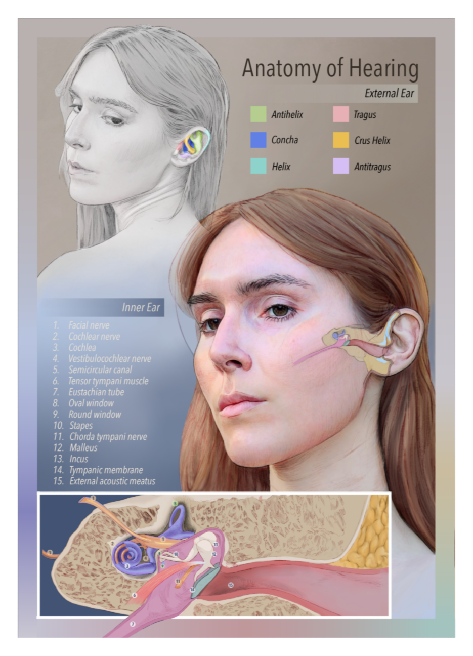 This purpose of this piece was to illustrate the anatomy of hearing, as part of an assignment focused on facial-cervical anatomy. This illustration focuses on depicting the anatomy of the inner and external ear, using techniques taught to us by Miche