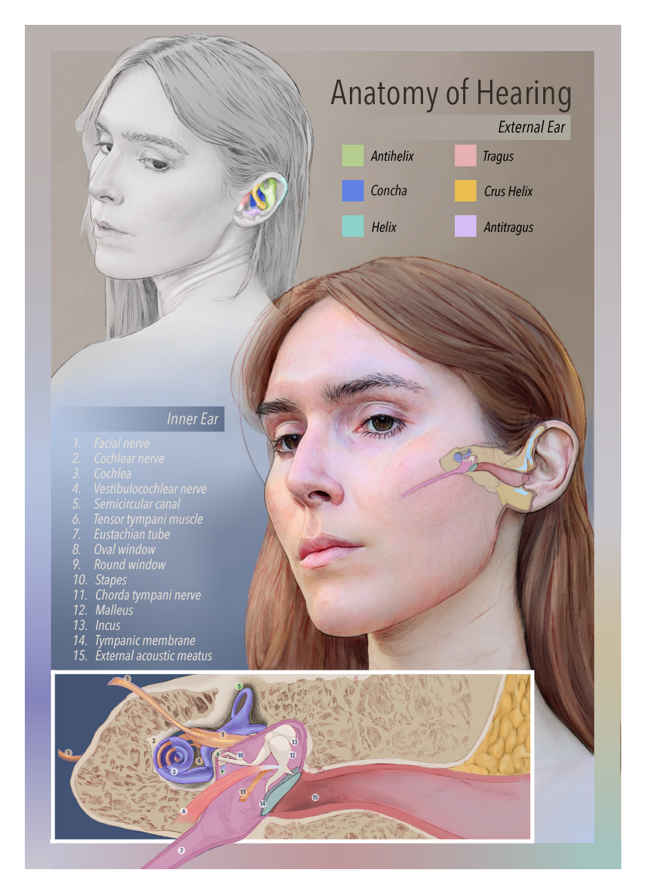 This purpose of this piece was to illustrate the anatomy of hearing, as part of an assignment focused on facial-cervical anatomy. This illustration focuses on depicting the anatomy of the inner and external ear, using techniques taught to us by Miche