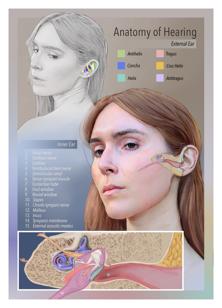 Anatomical Illustration