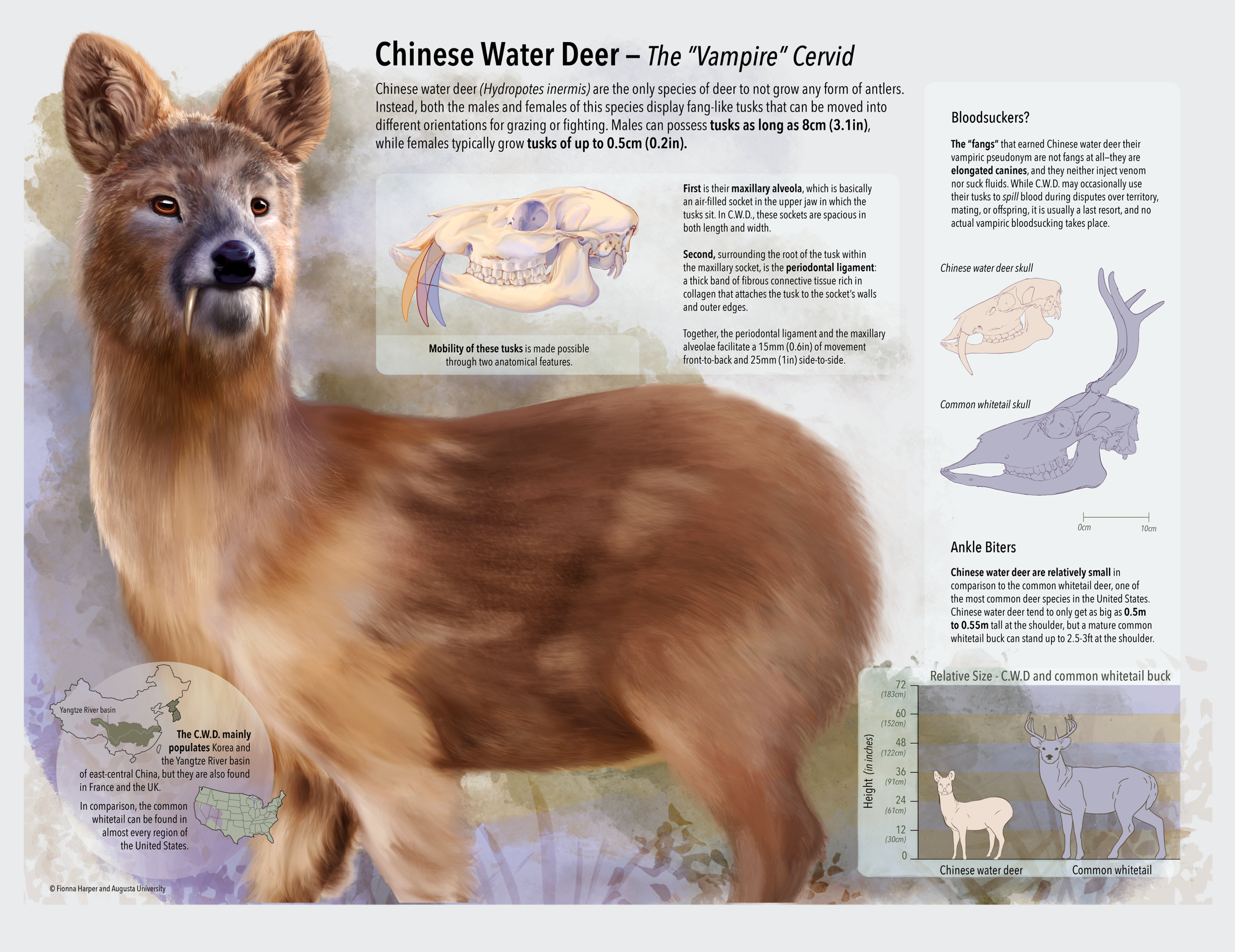 This is an infographic piece that focuses on the unique anatomical features of the Chinese water deer while using a local whitetail deer as a comparison, giving lay audiences a more well-known, familiar species by which to contextualize the differenc