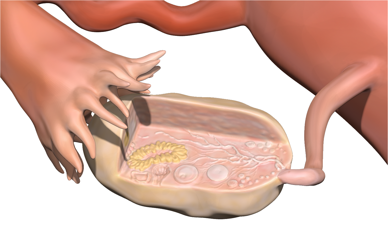 Process image of painting the standard ovarian anatomy in Zbrush using polypaint. 