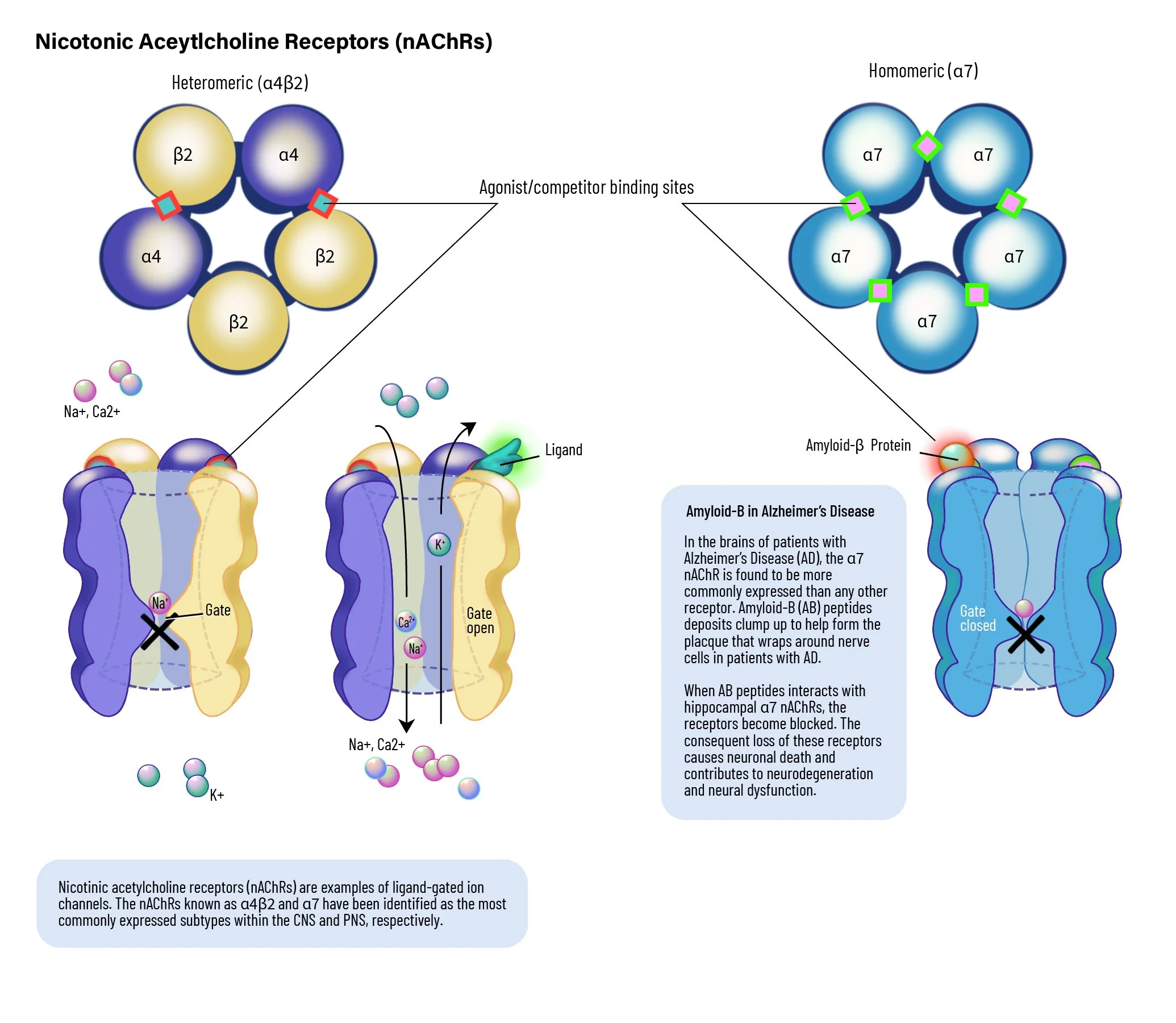 This is a portion of a prompt given to me during the comprehensive exam the graduate program administers. This piece was created as a figure to be displayed within a  scientific journal, accompanying an article discussing nicotinic acetylcholine rece