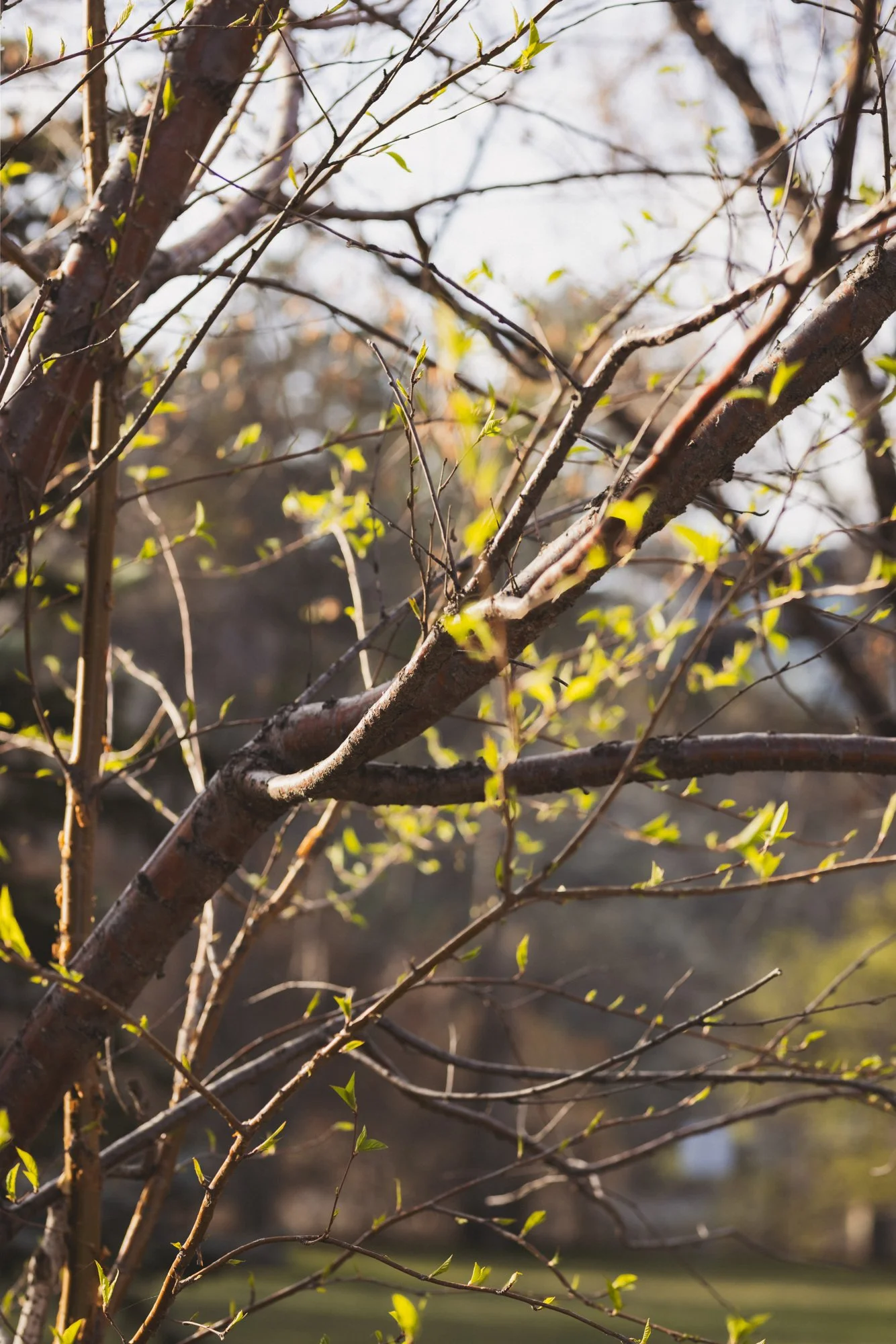 1302 Riverdale_7_web.jpg