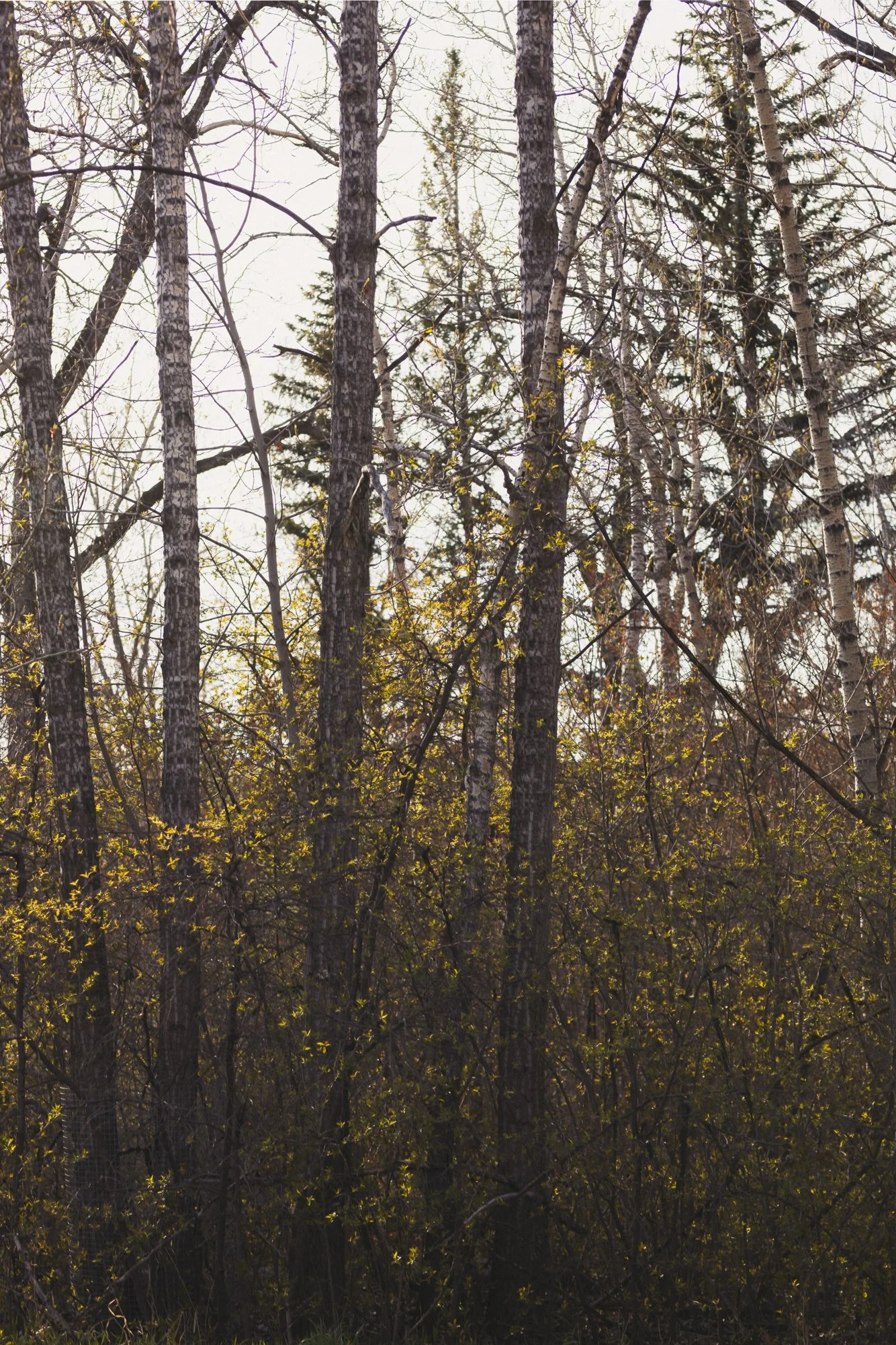 1334 Riverdale_11_web.jpg