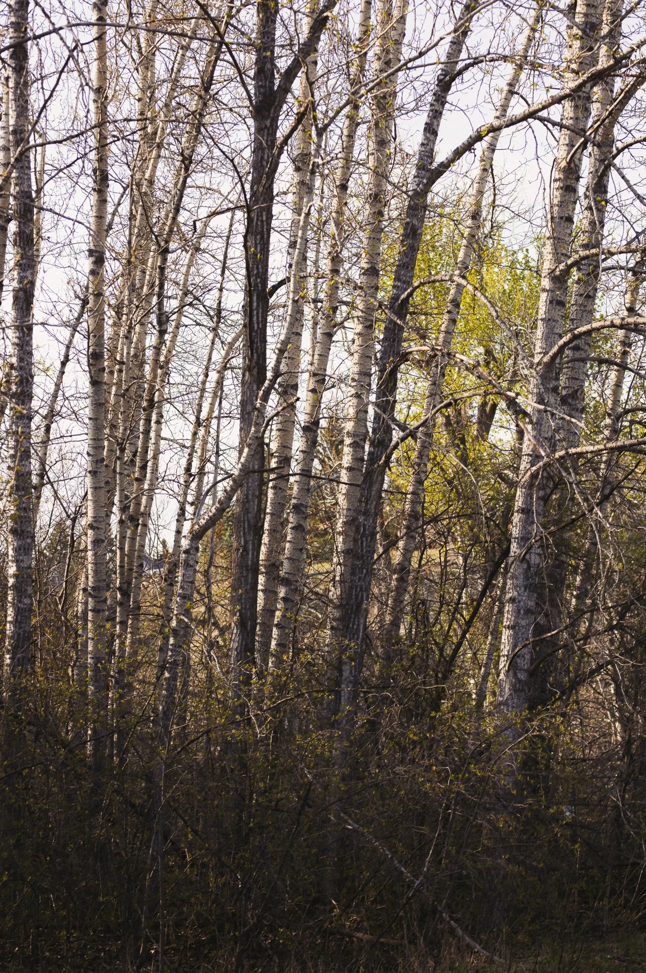 1334 Riverdale_12_web.jpg