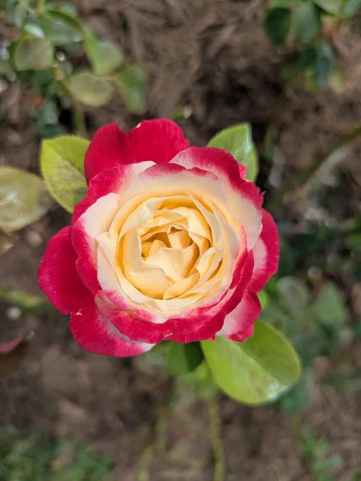 Love Wins: Matt Kahn’s Spiritual Teachings — Enneagram Point 2