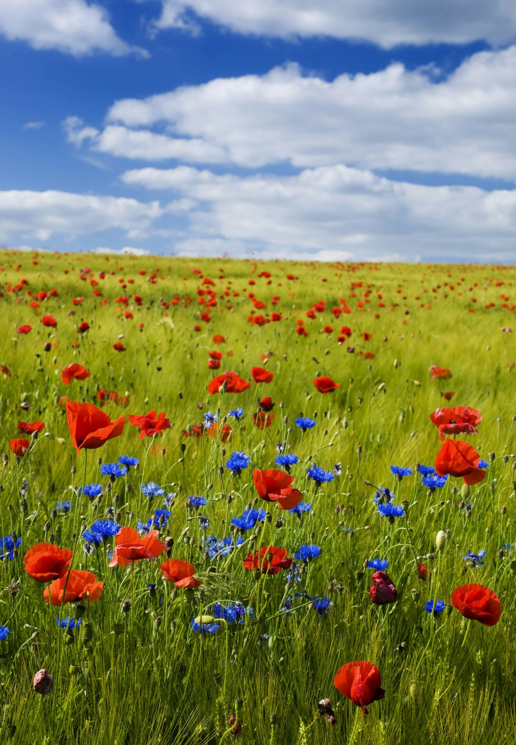 A field of green grass dotted with red poppies and blue cornflowers, under a partly cloudy blue sky.