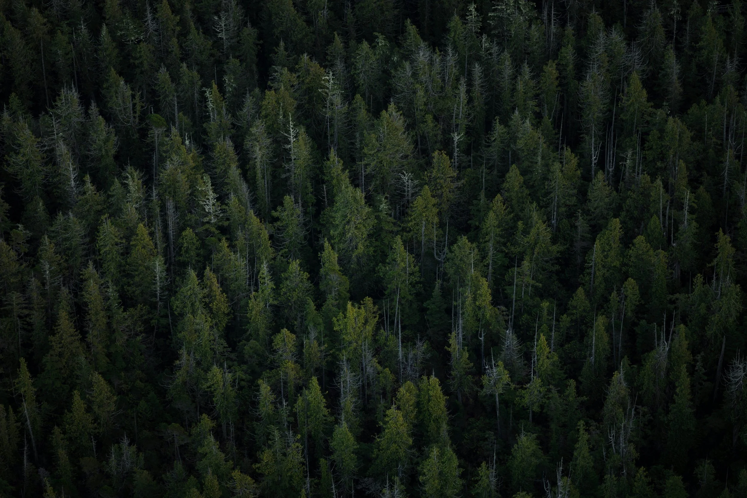 a forest of evergreen trees