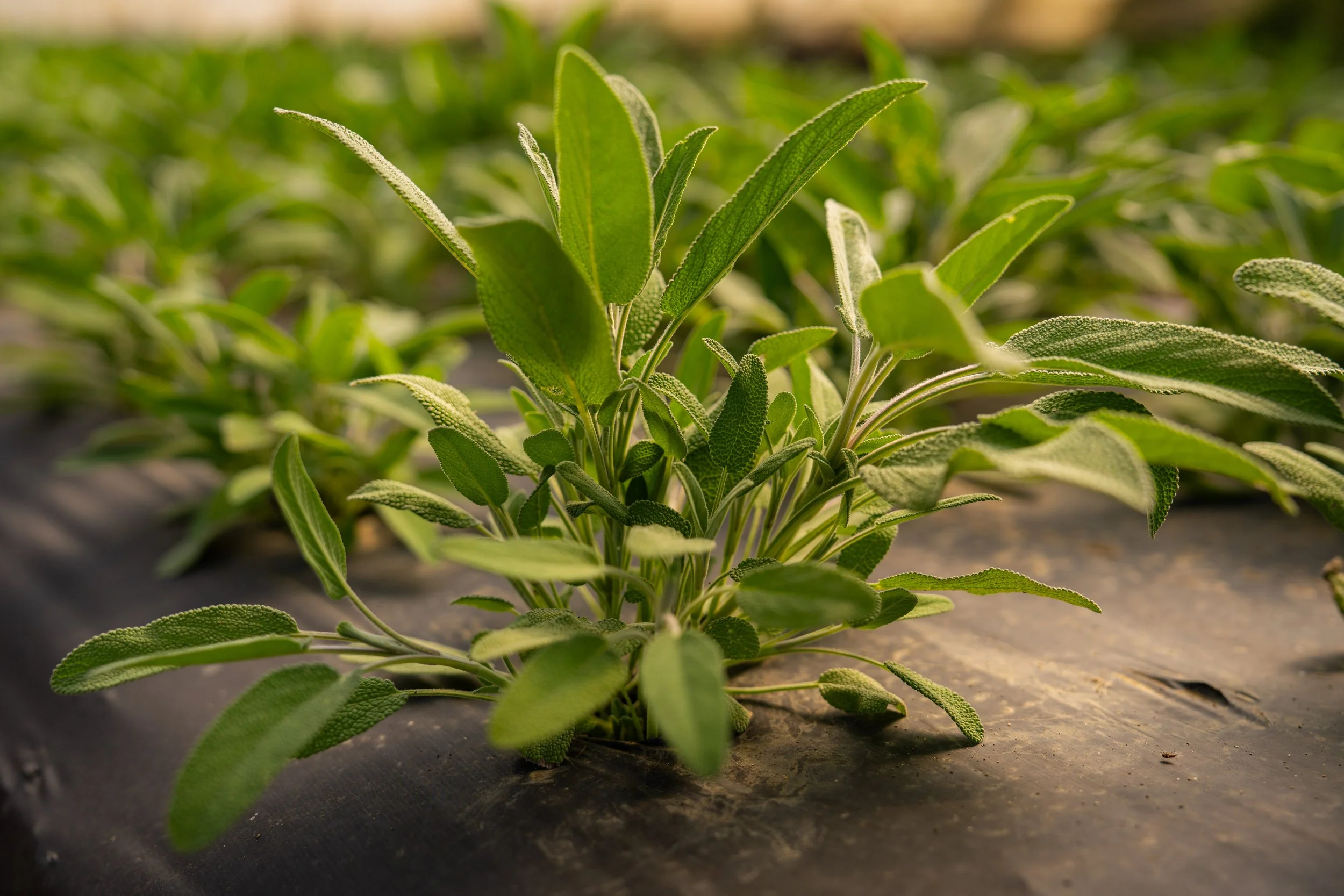 KTA_Exports-03001.jpg
