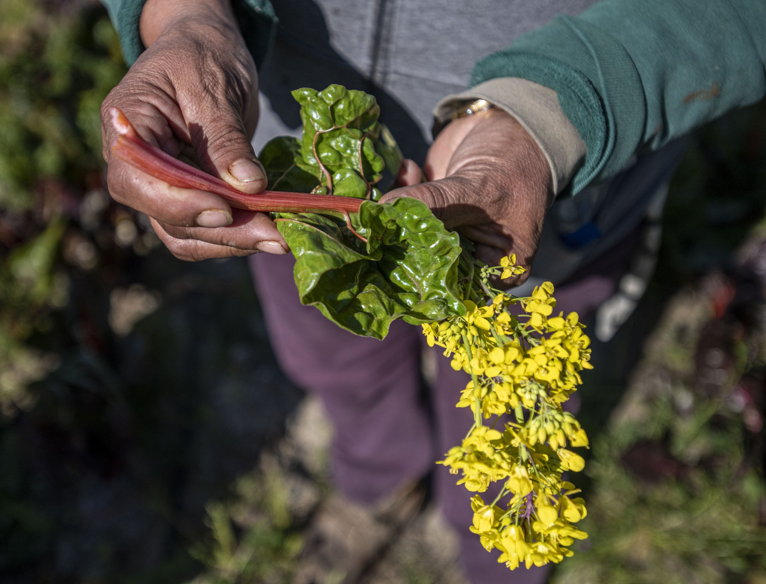 2021.03_MaganaFarm_PC-BryanPatrick_49.JPG