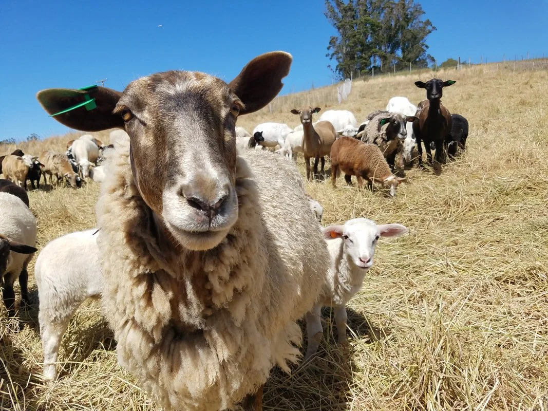 Sheep_PC-True Grass.jpg
