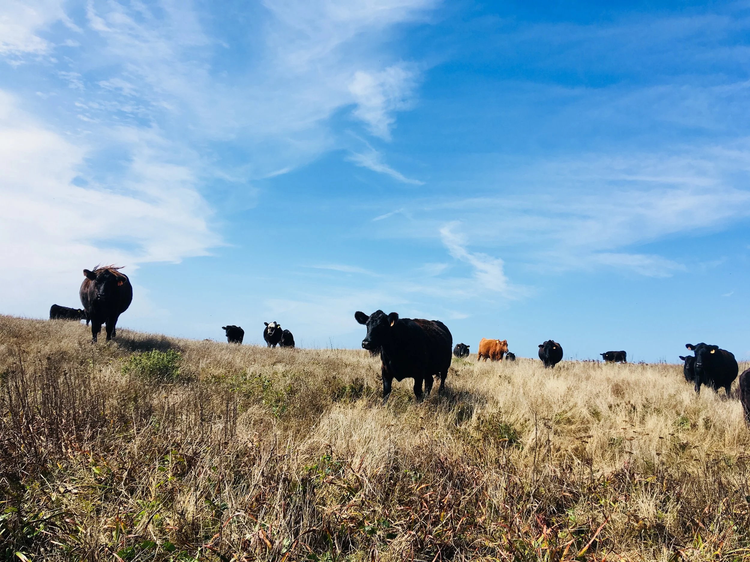 Cows_PC-True Grass.jpg