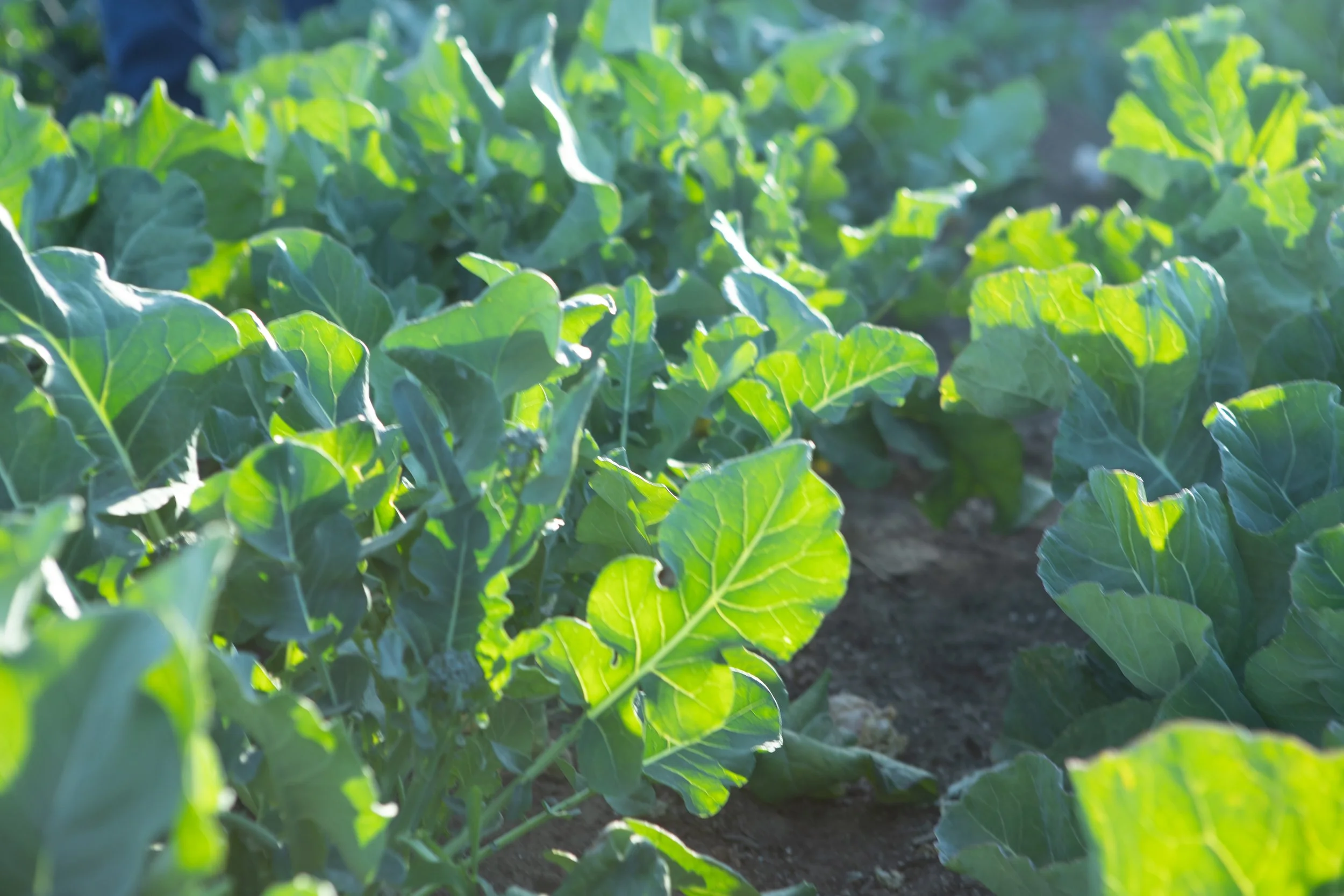2021.05_TrueGrassFarms_PC-LindsayGetzell_21.jpg