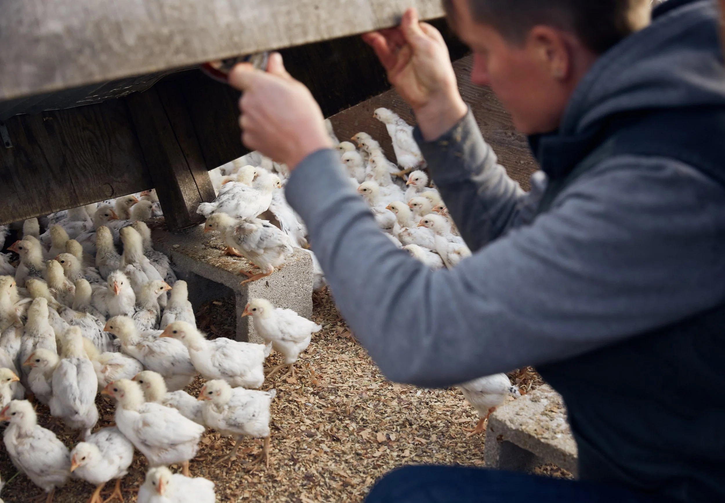 2018.04_RootDownFarm_PC-JaysonCarpenter_75.jpg