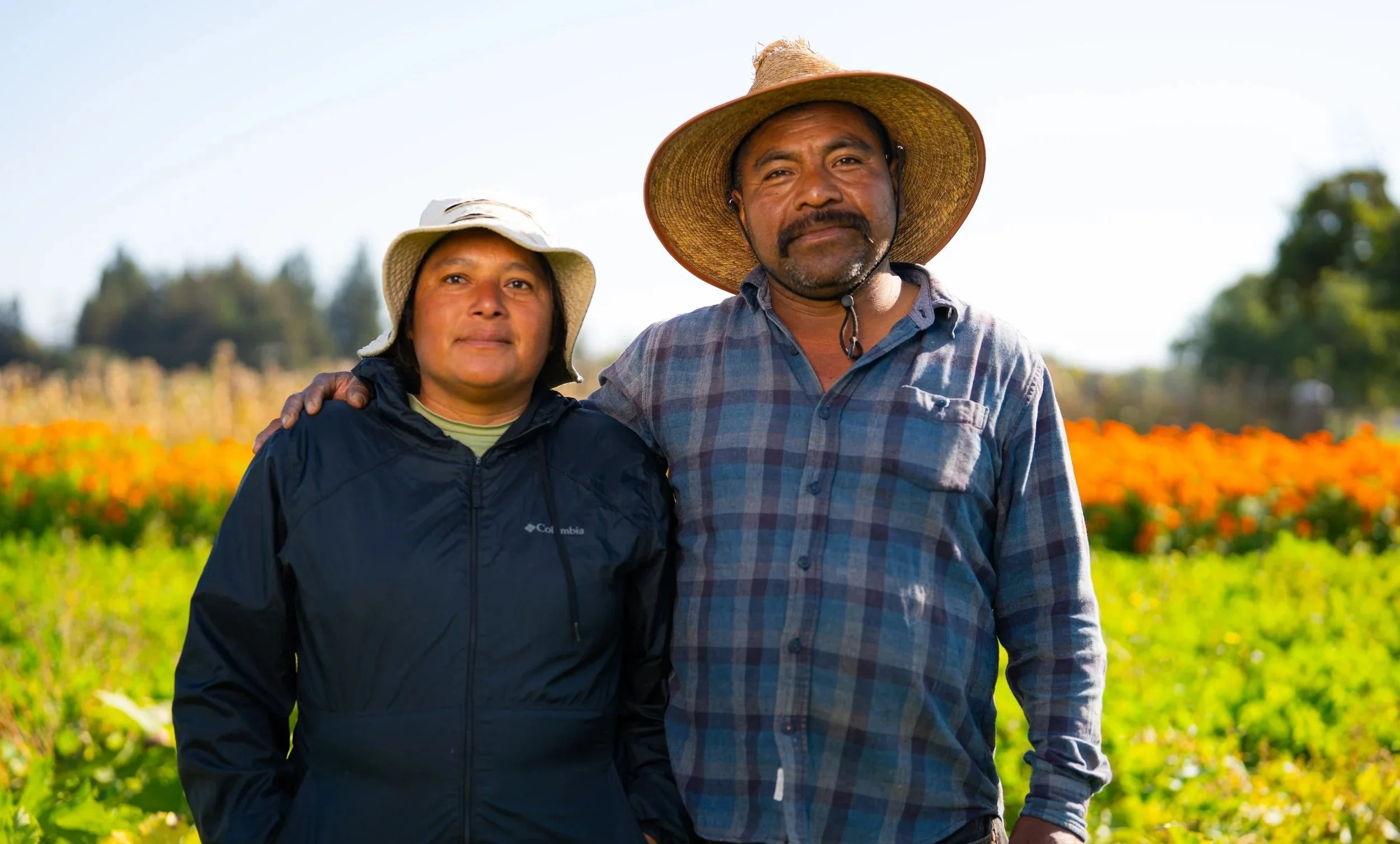 Ventura Organic