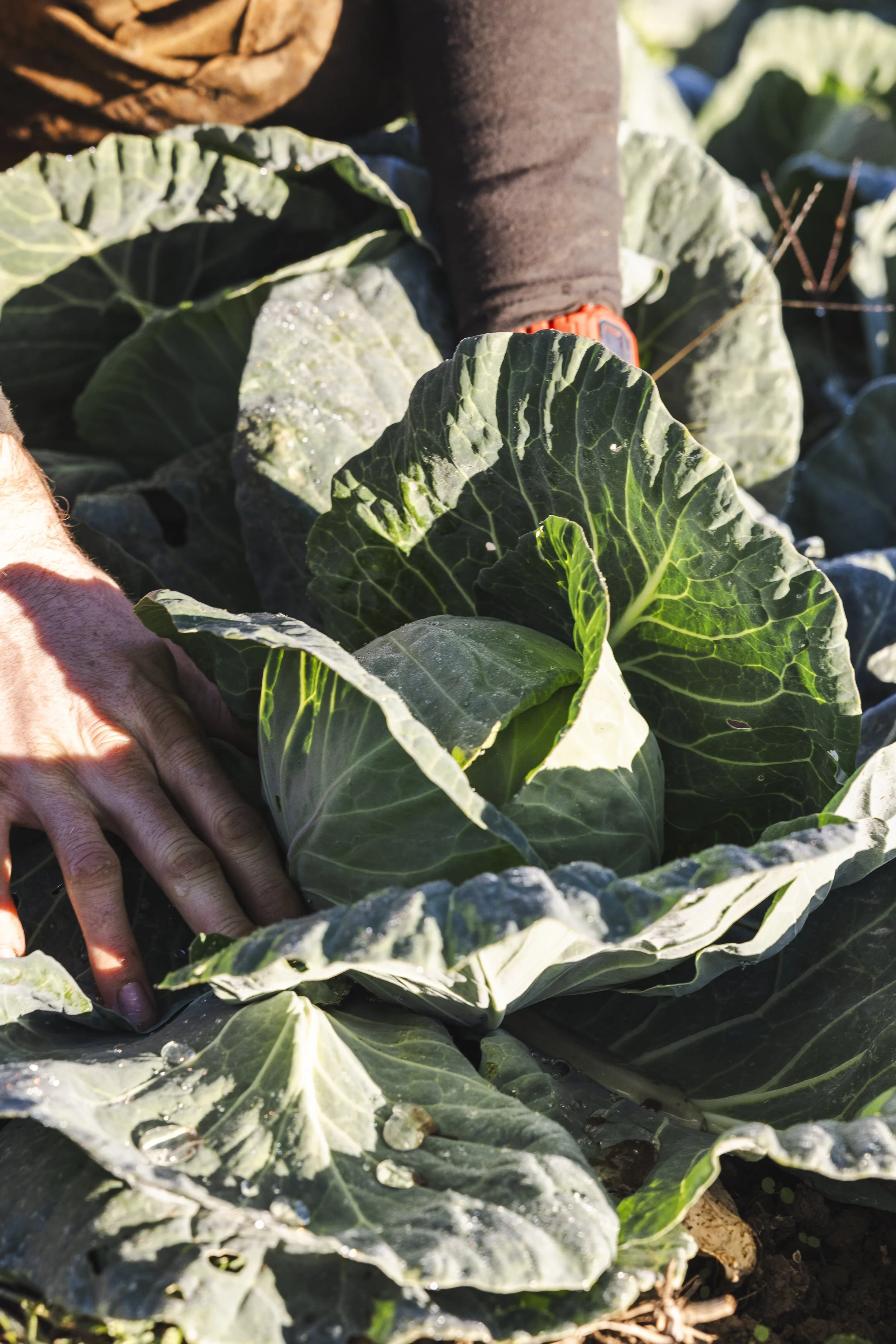 KJoyPhoto_KTA-FarmboyOrg_46080.jpg