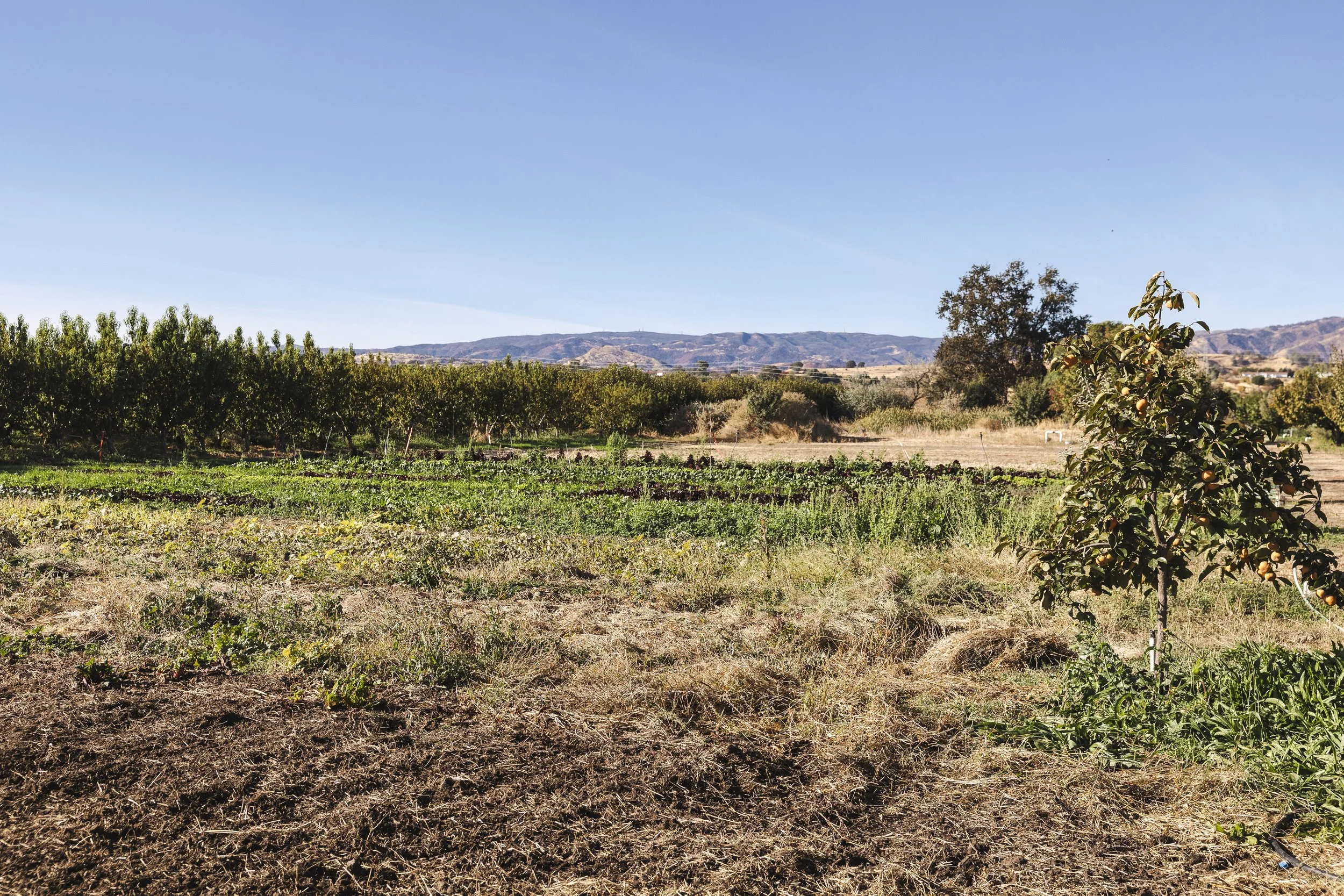 KJoyPhoto_KTA-FarmboyOrg_46012.jpg