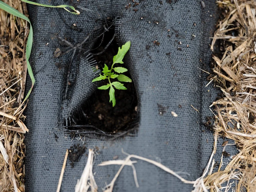 166_WeGrowFarms_KTA_04072023_paigegreen-XL.jpg