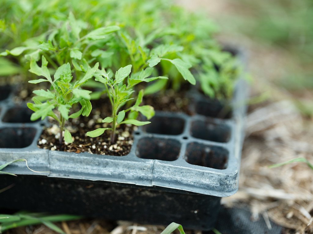 162_WeGrowFarms_KTA_04072023_paigegreen-XL.jpg