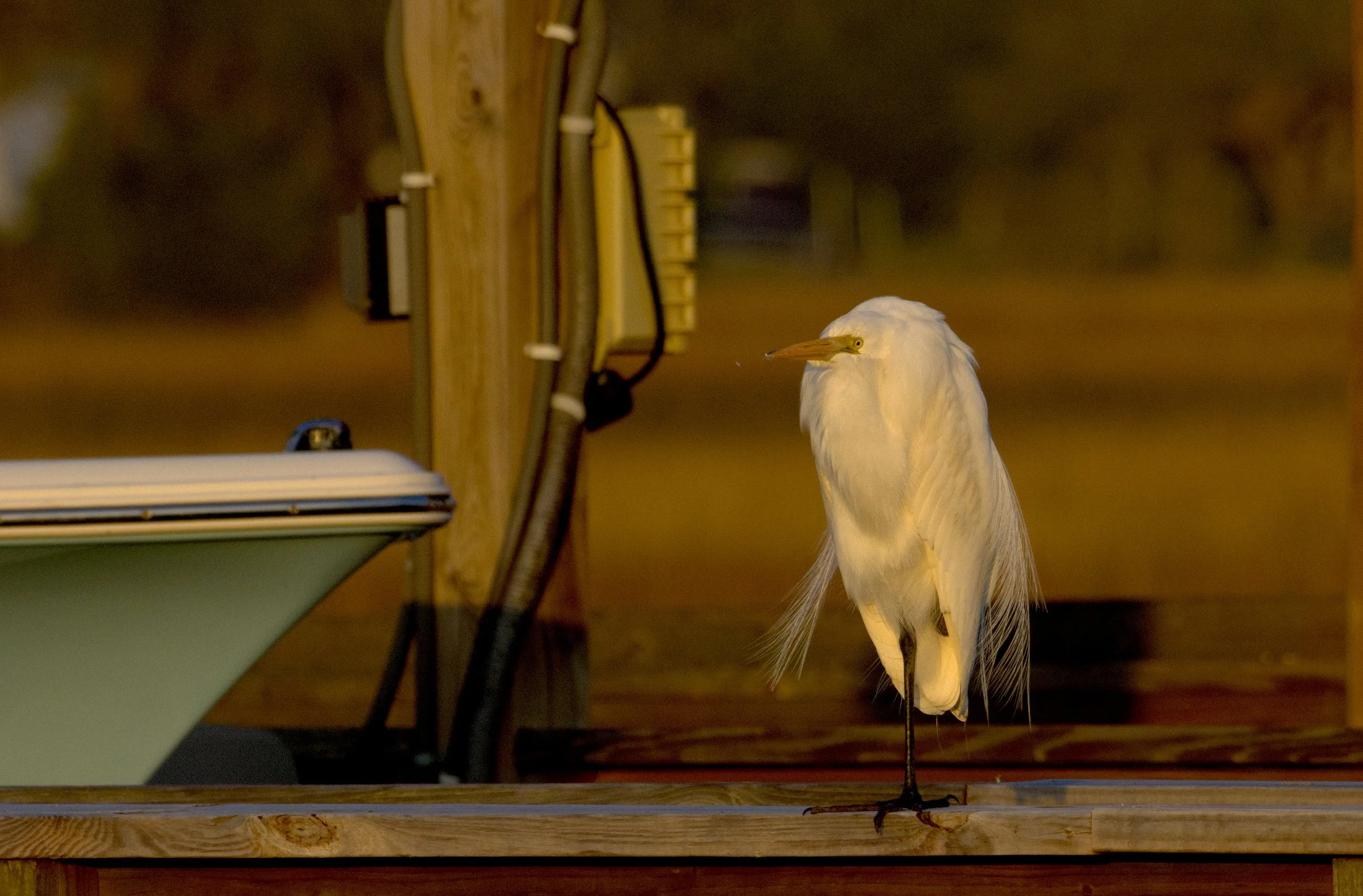 A white heron standing on a wooden dock with electrical equipment and a boat in the background.