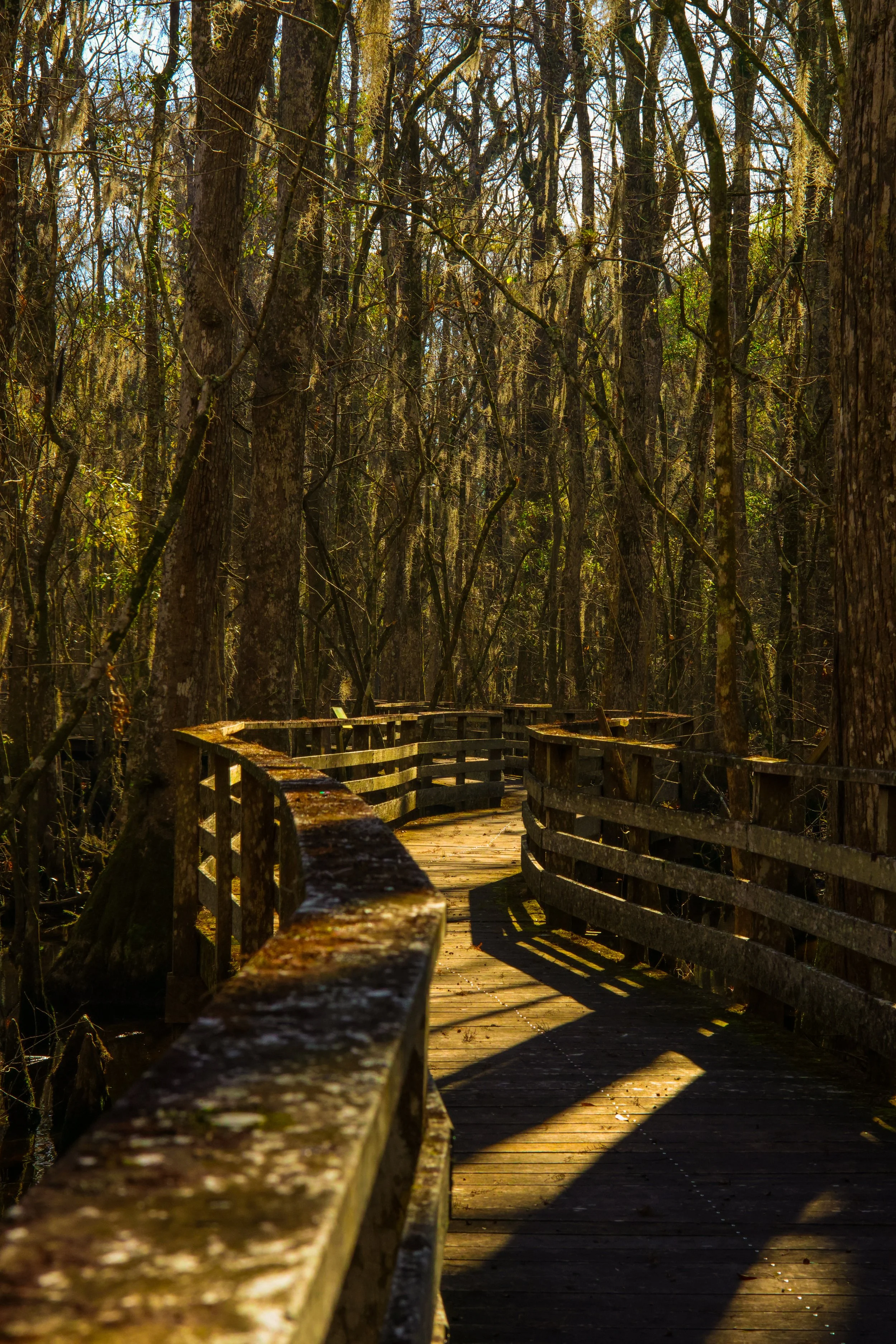 Wooden boardwalk through a forest with tall trees and sunlight filtering through the branches.