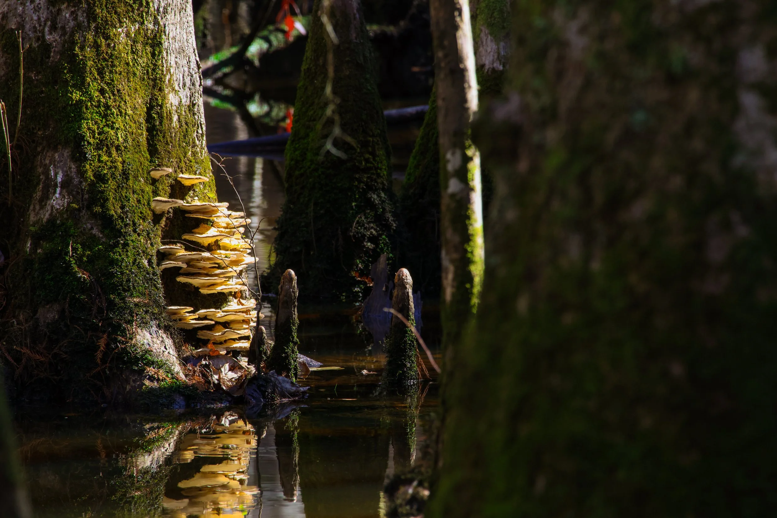 Mushrooms growing on the side of a tree in a forest near a small body of water, with moss on the trees and reflections in the water.