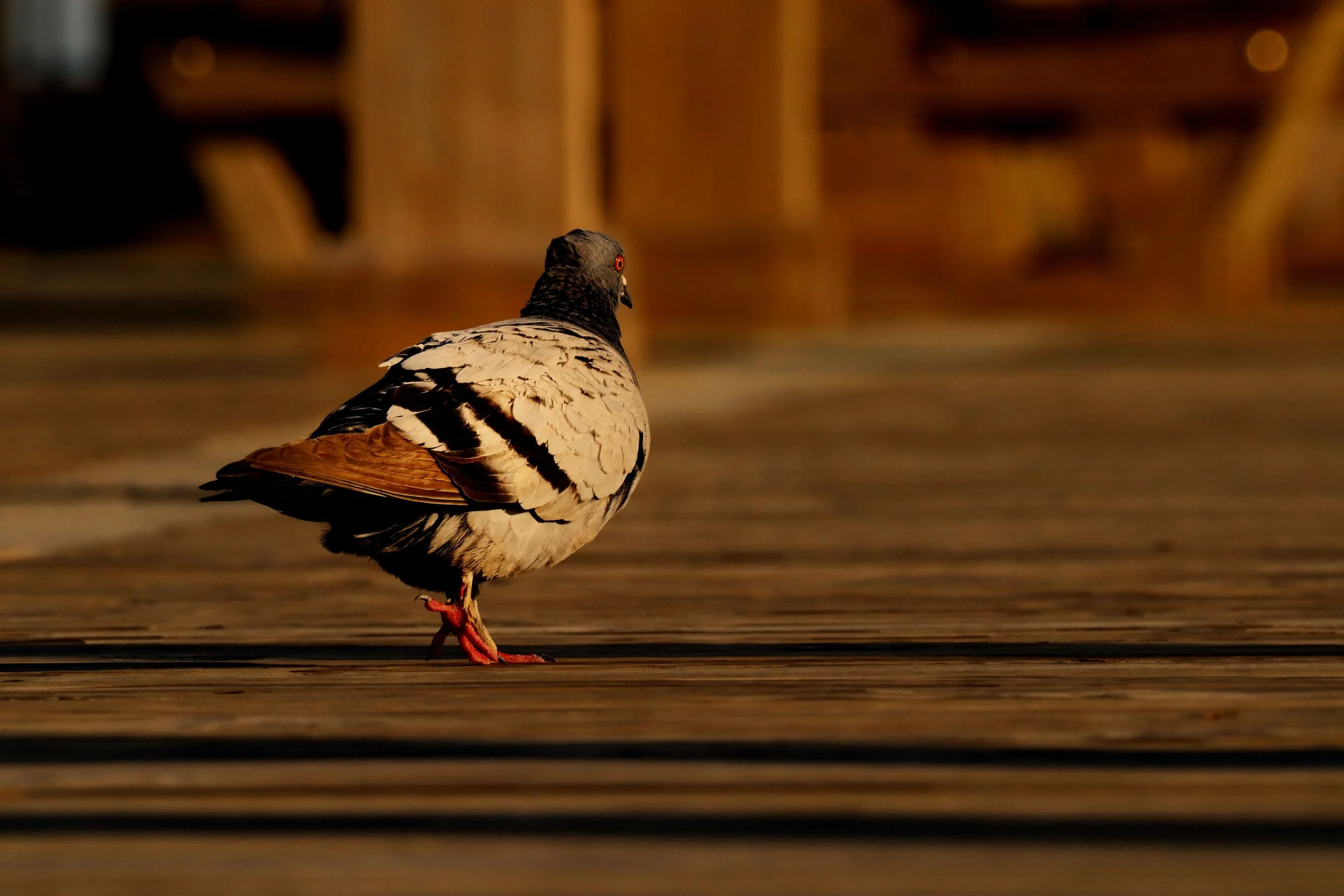 A pigeon standing on a wooden deck, facing away, with a blurred background.