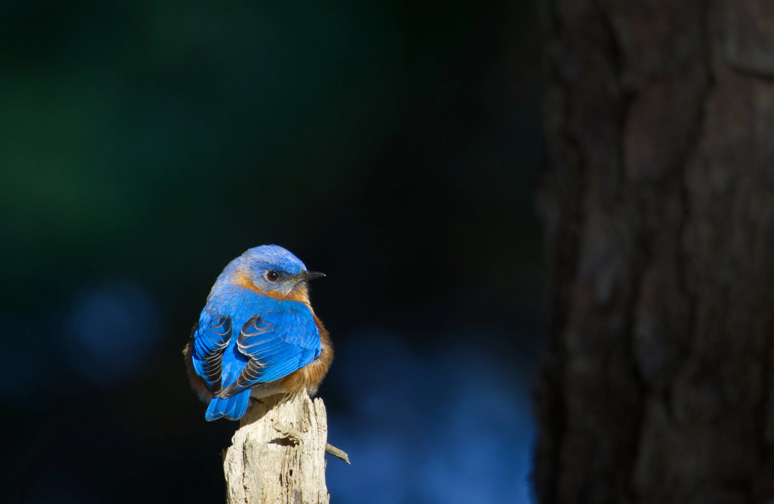 A small bird with bright blue and orange feathers perched on a dead tree branch against a dark, blurry background.
