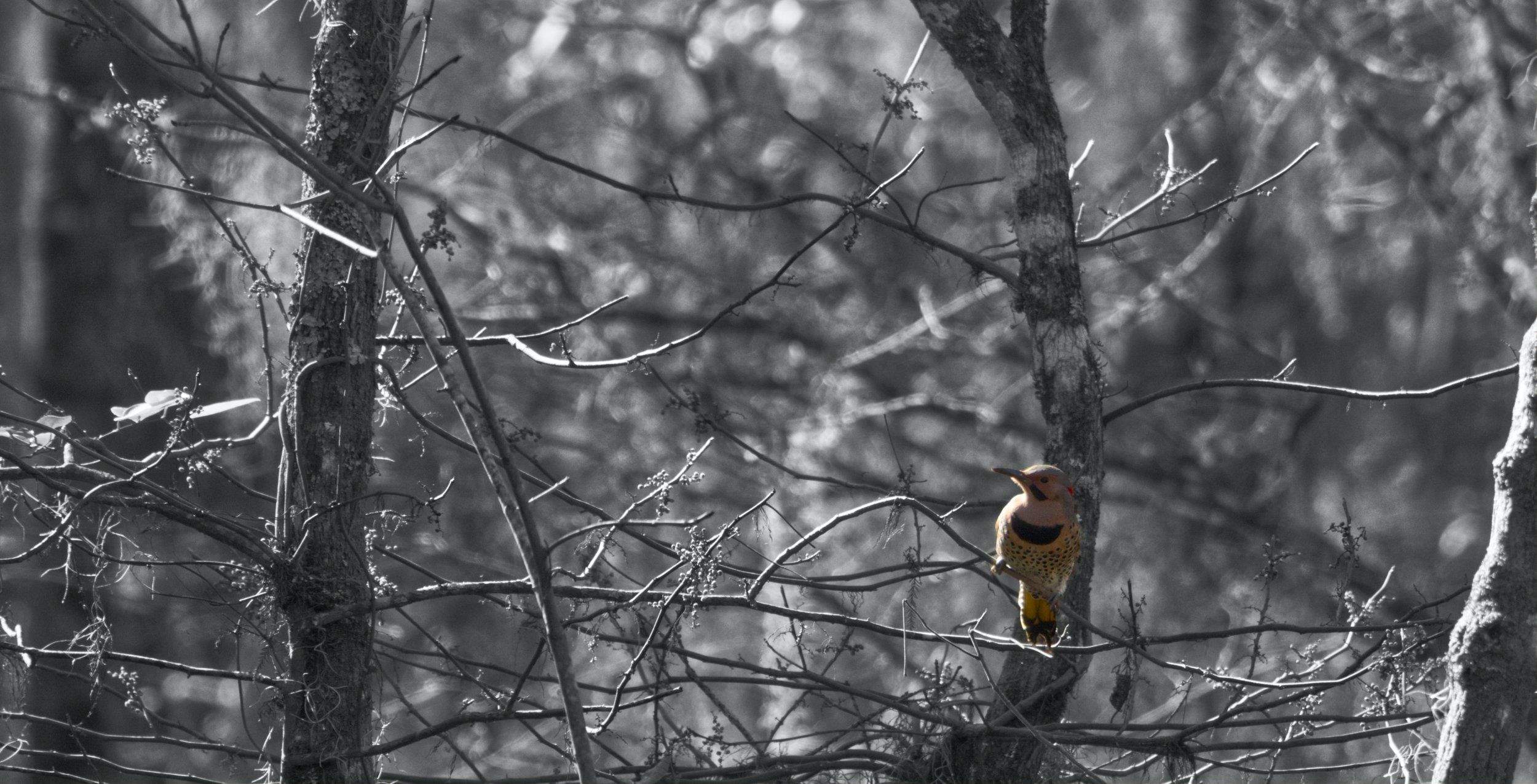 A woodpecker perched on a tree branch in a forest, with a grayscale background and the bird in color.