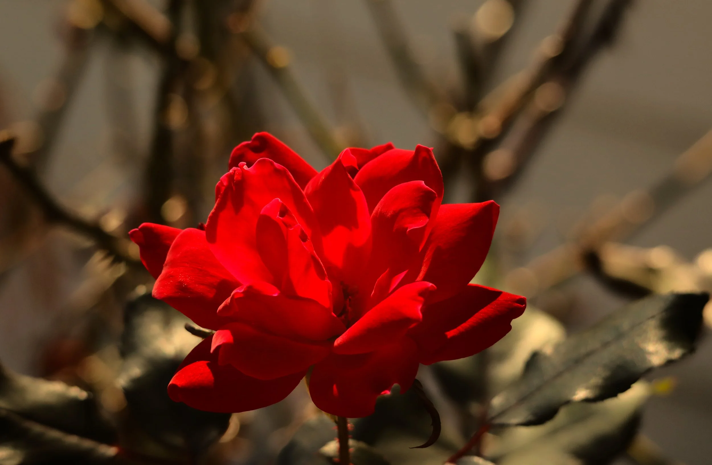 A close-up of a vibrant red flower with brown stems and blurred background.