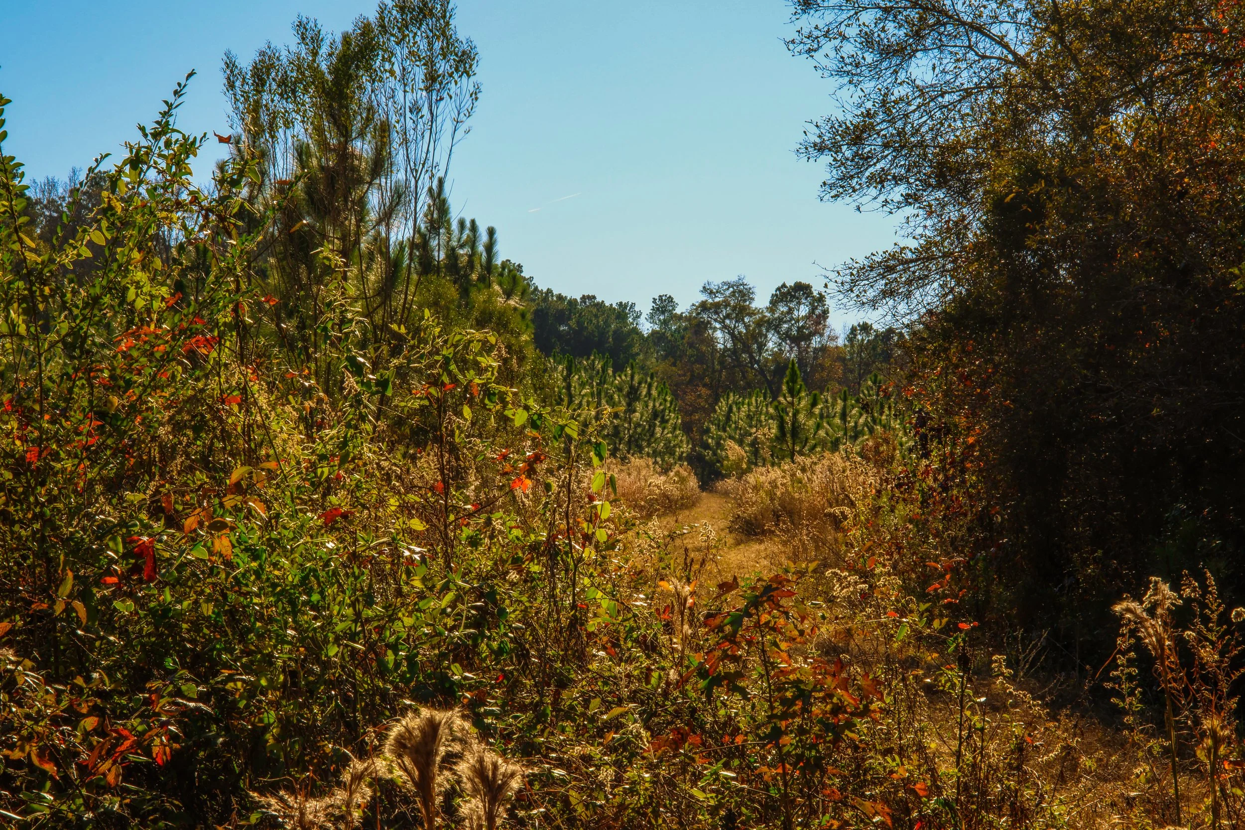 A nature trail surrounded by trees and shrubs, with bright sunlight and a clear blue sky.