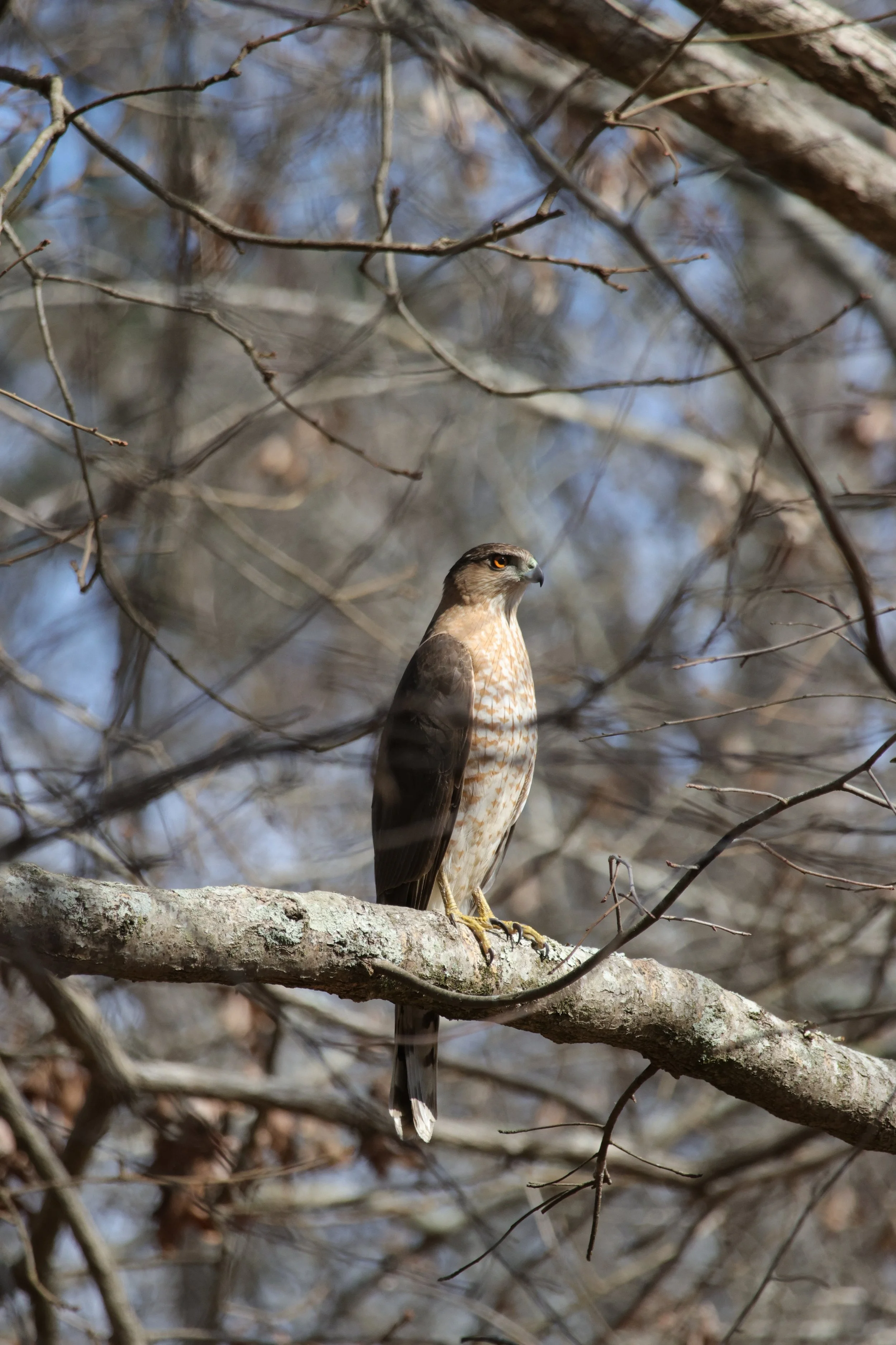 A bird of prey, perched on a branch among leafless trees on a clear day.