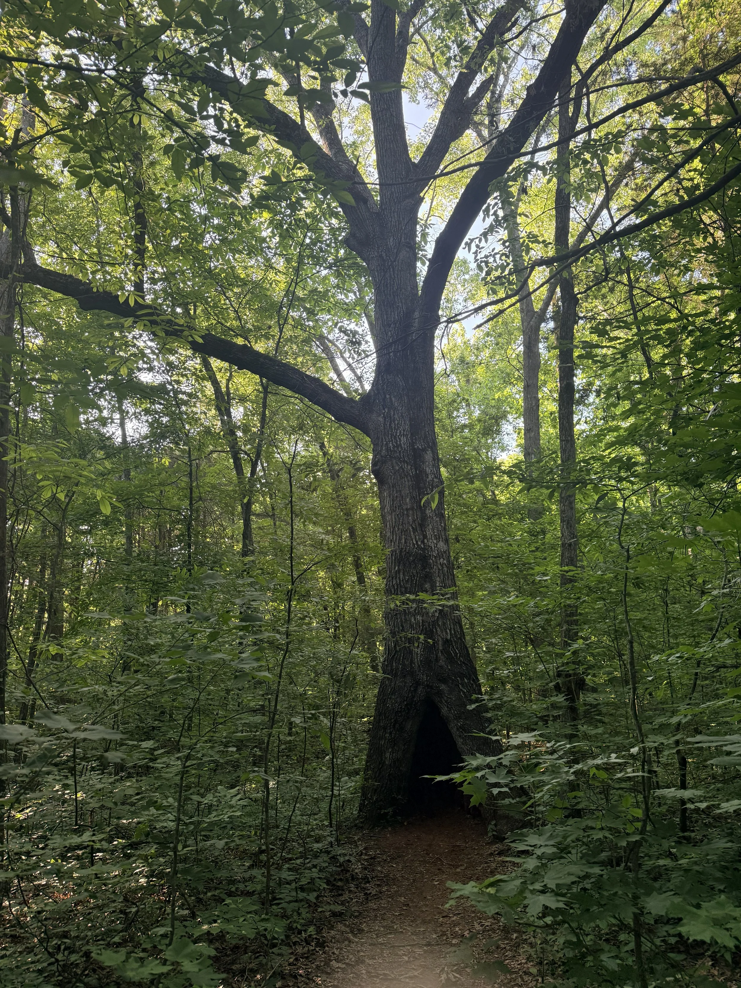 Founder - Forest Immersion Experience