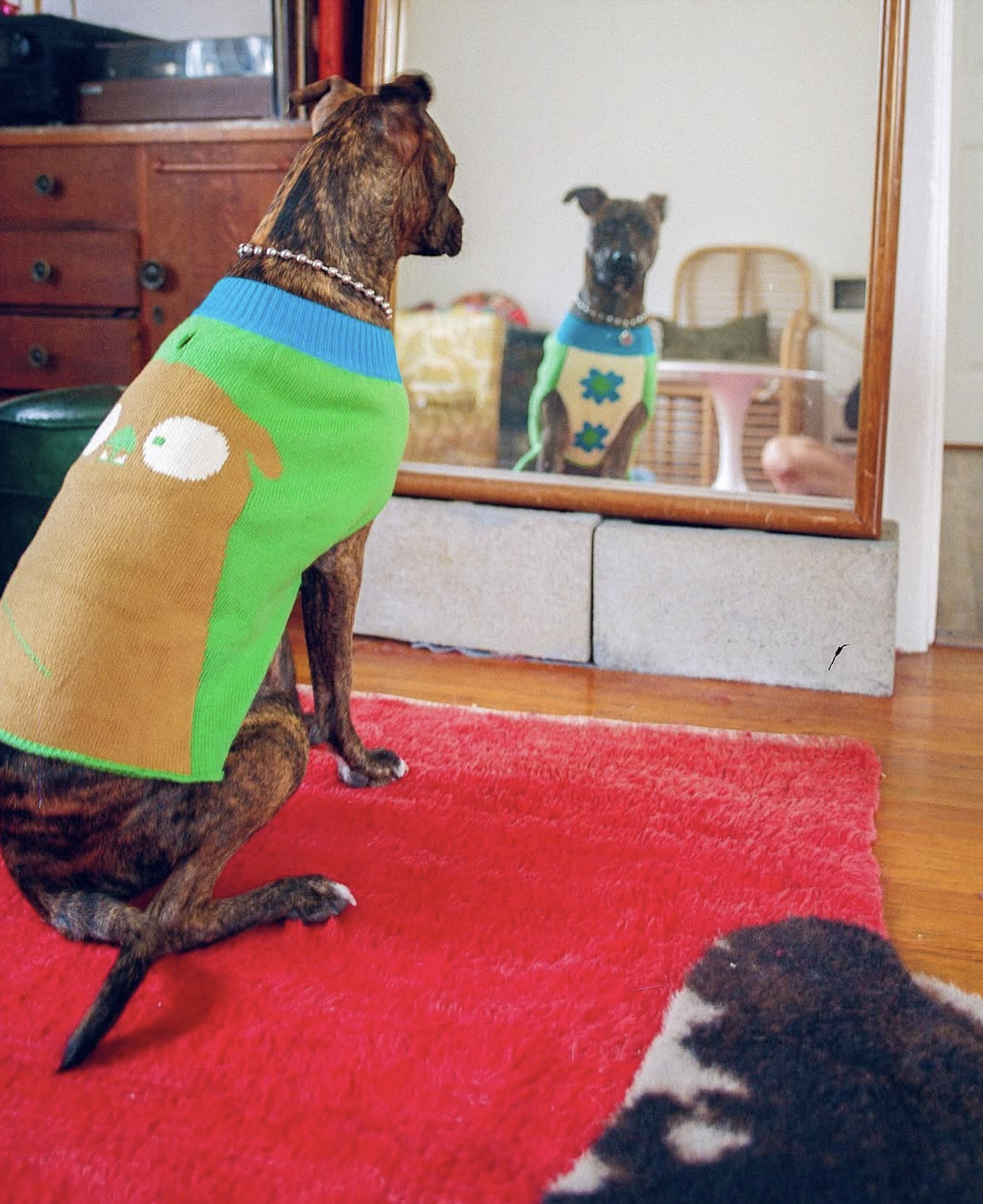 slow-sunday-creatives-amanda-adam-gentle-thrills-pups-12.png