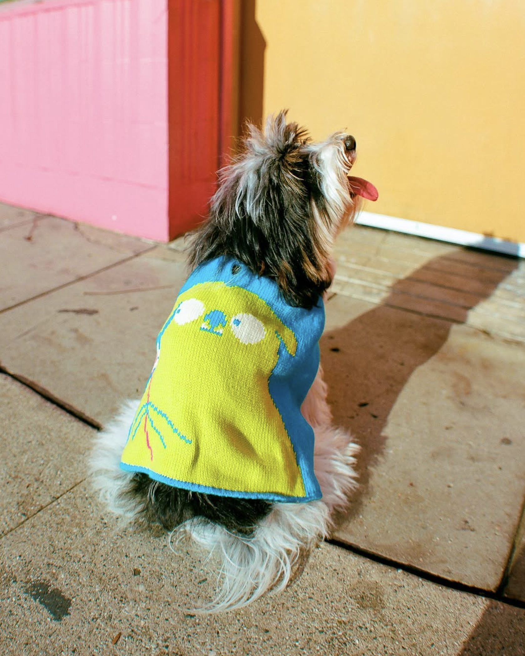 slow-sunday-creatives-amanda-adam-gentle-thrills-pups-1.png