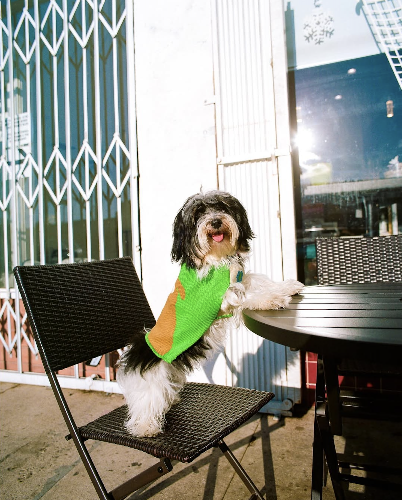 slow-sunday-creatives-amanda-adam-gentle-thrills-pups-7.png