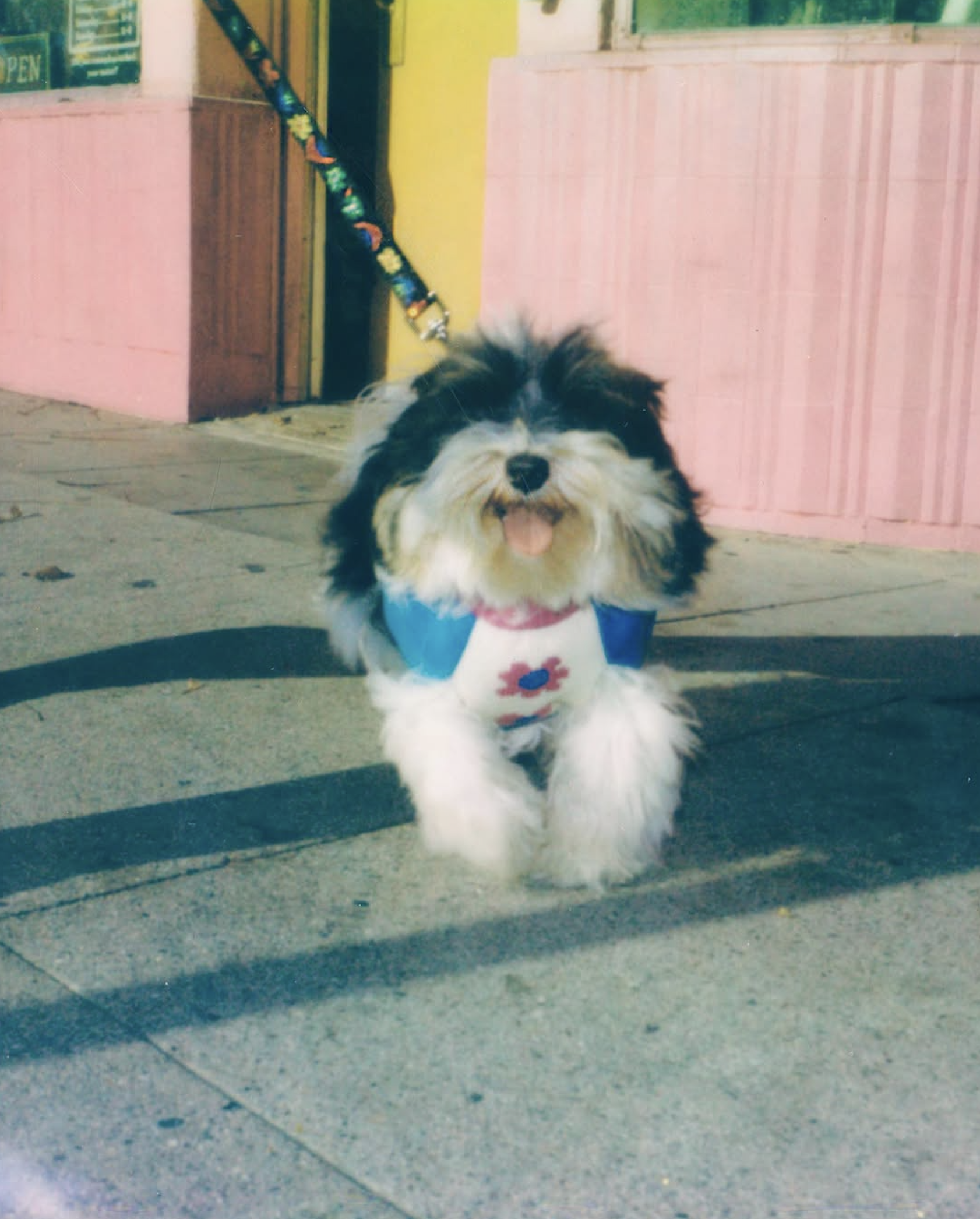 slow-sunday-creatives-amanda-adam-gentle-thrills-pups-2.png