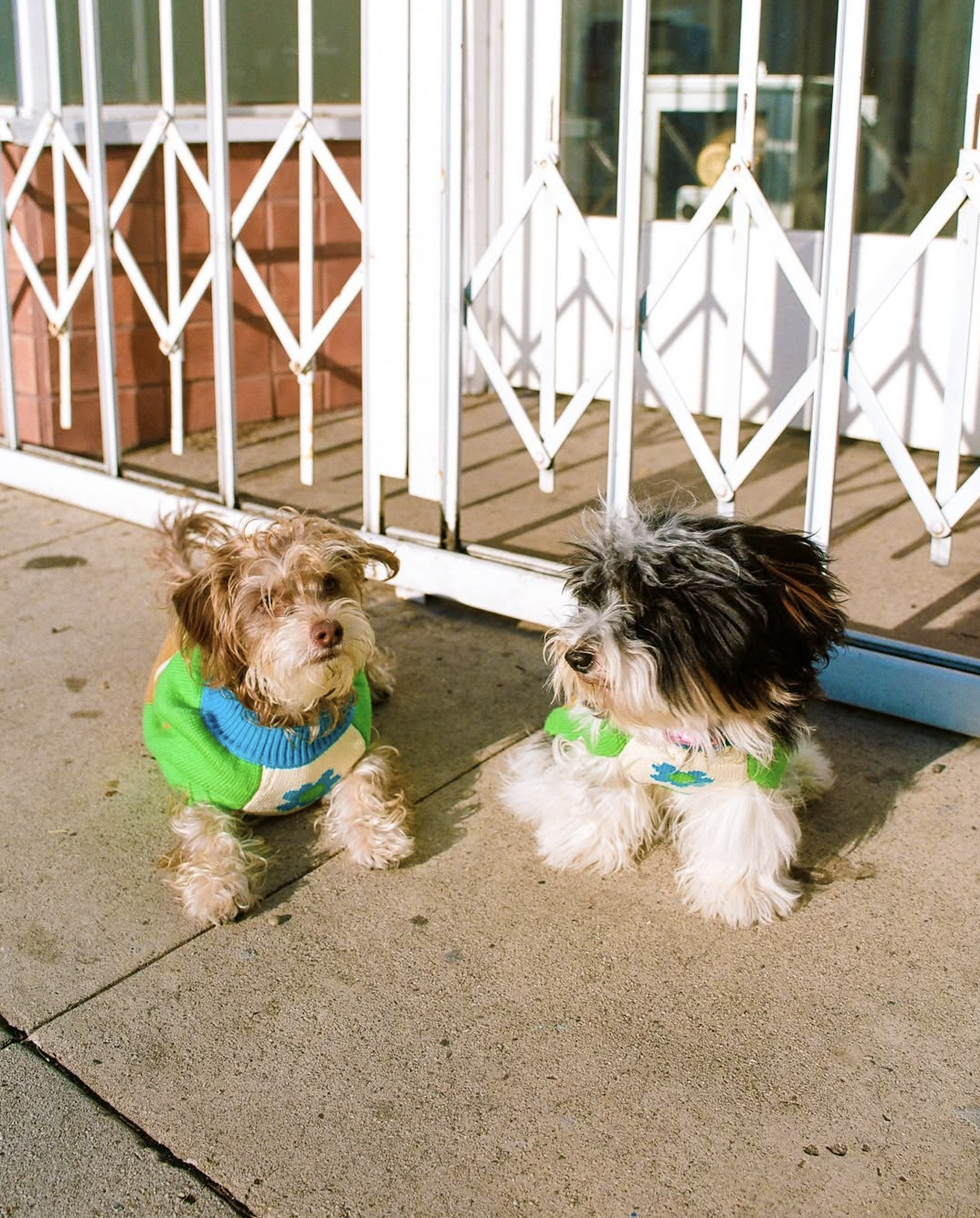 slow-sunday-creatives-amanda-adam-gentle-thrills-pups-6.png