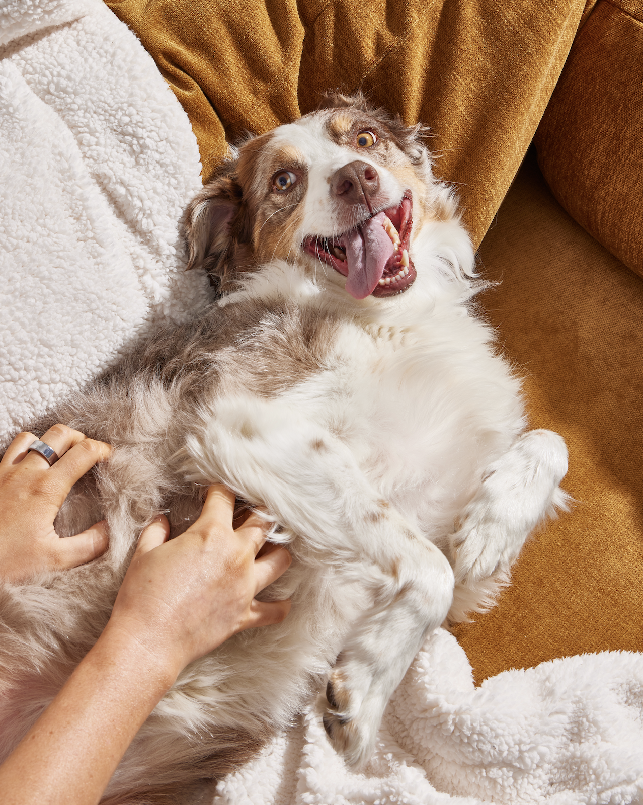 slow-sunday-creatives-claire-bruhl-pet-honesty-16.png