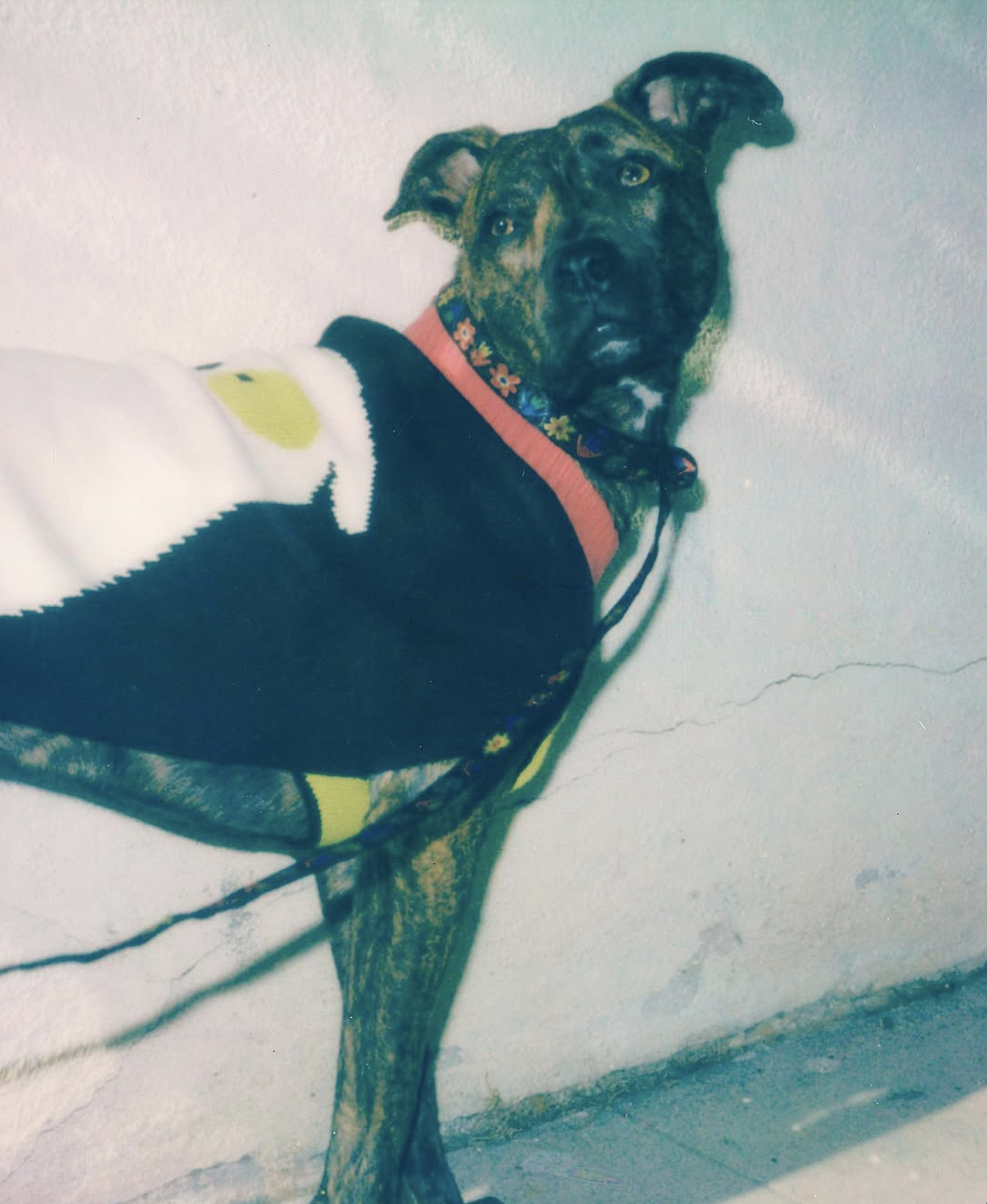 slow-sunday-creatives-amanda-adam-gentle-thrills-pups-11.png