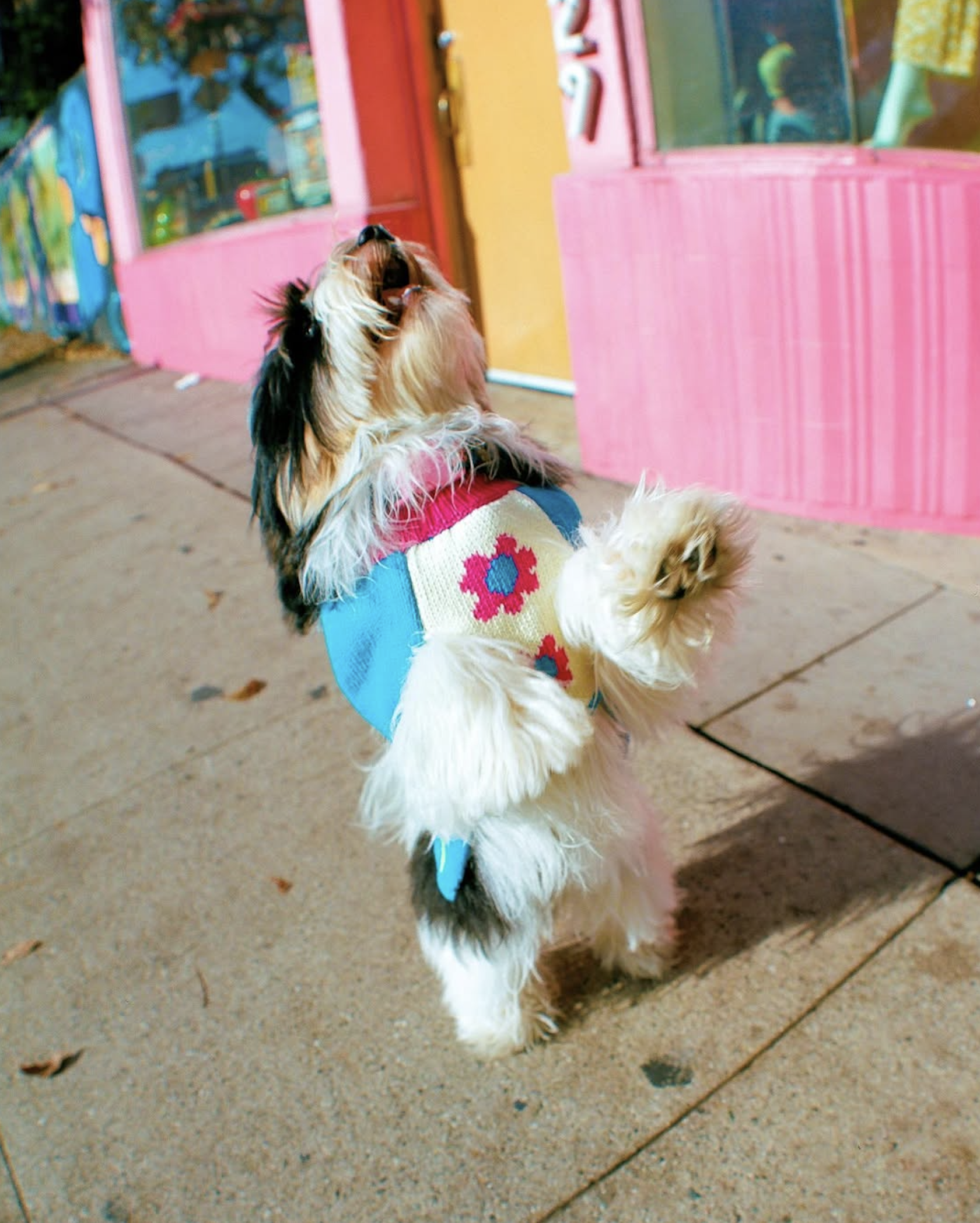 slow-sunday-creatives-amanda-adam-gentle-thrills-pups-10.png