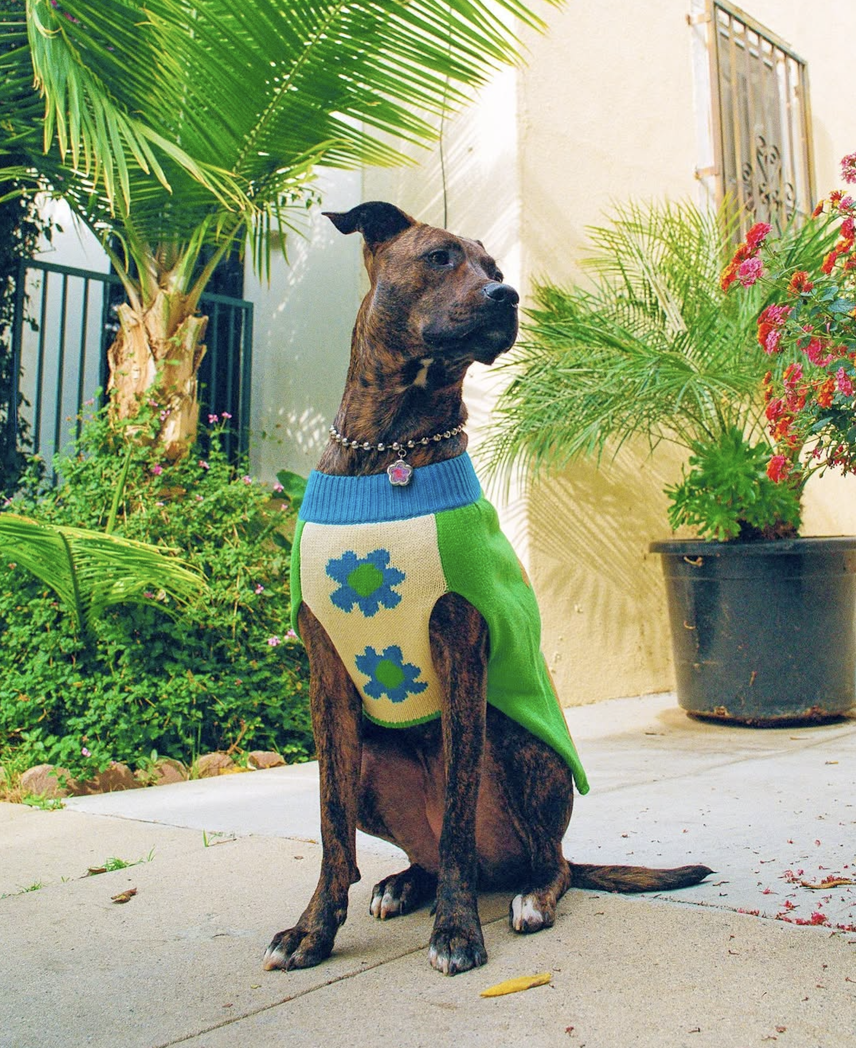 slow-sunday-creatives-amanda-adam-gentle-thrills-pups-17.png